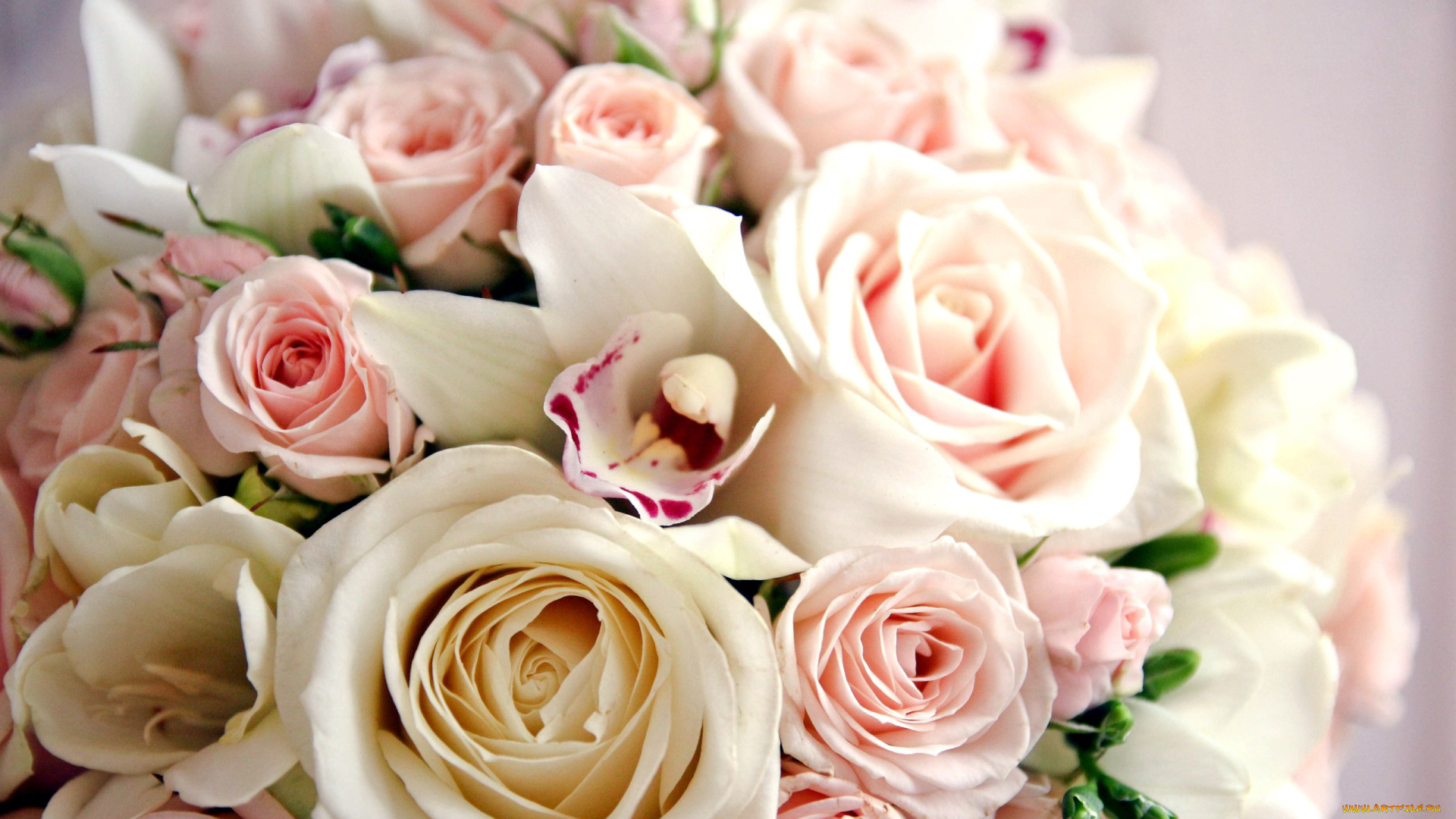 цветы, букеты, , композиции, орхидеи, фрезии, розы