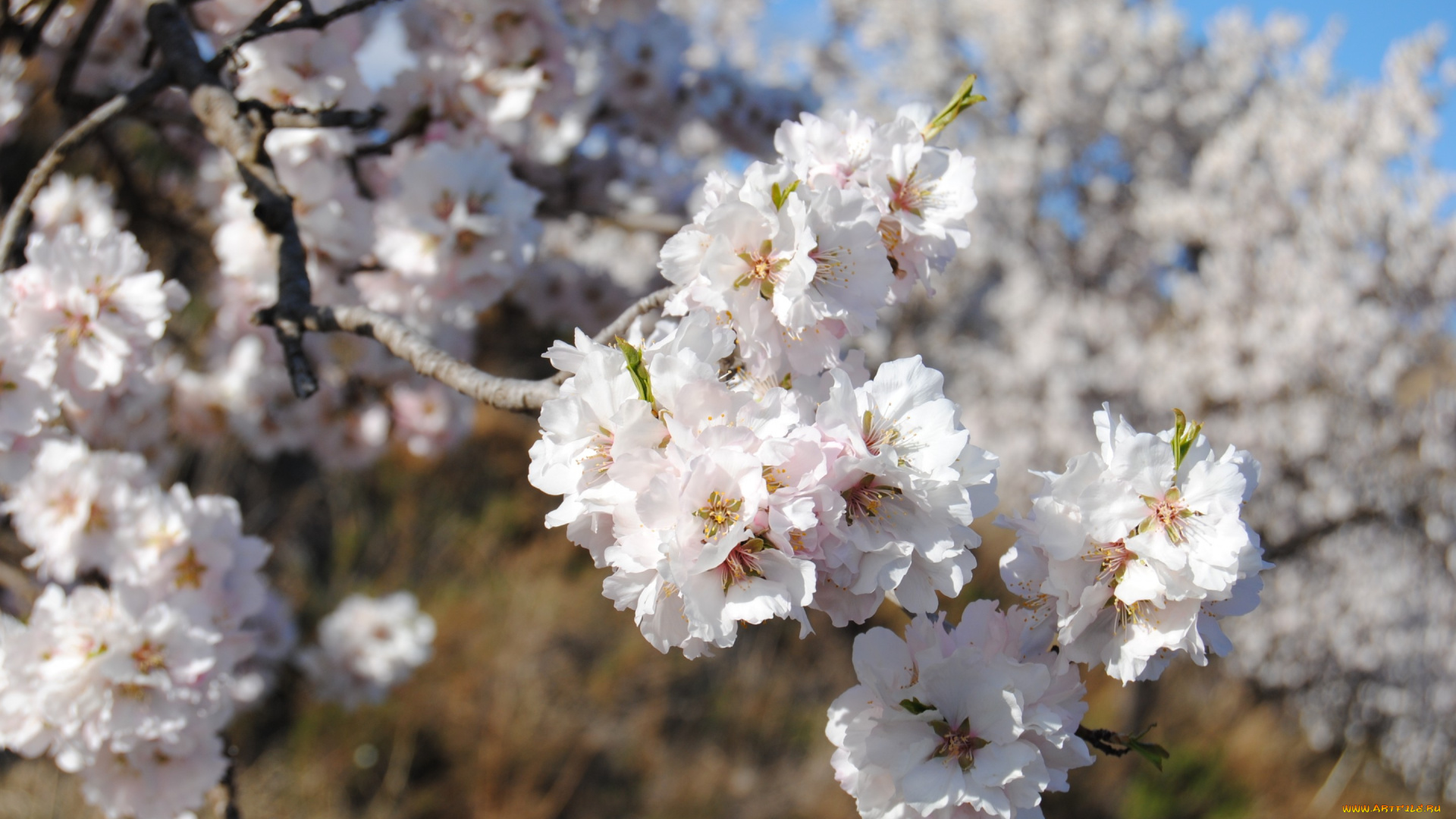 цветы, цветущие, деревья, , , кустарники, цветение, весна, макро
