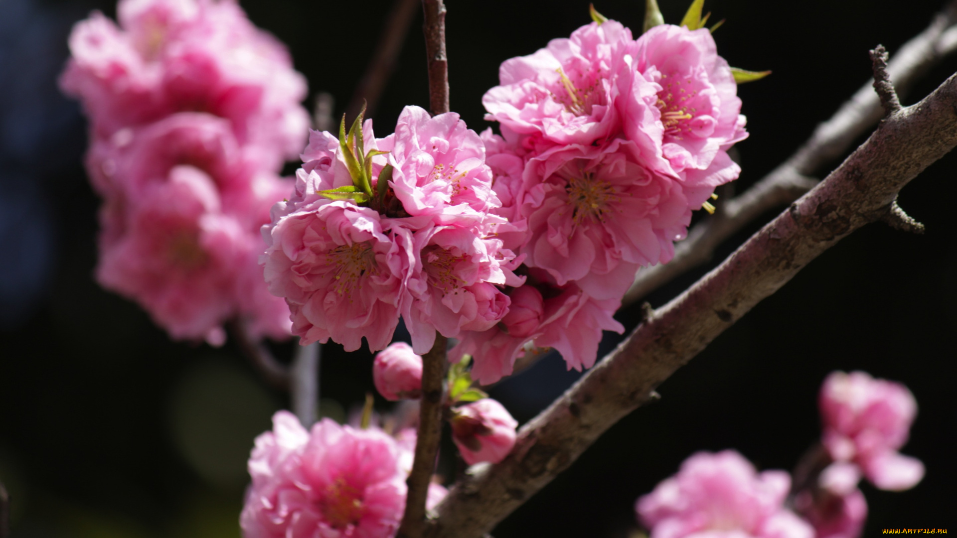 цветы, цветущие, деревья, , , кустарники, макро, персик, темный, фон, цветение