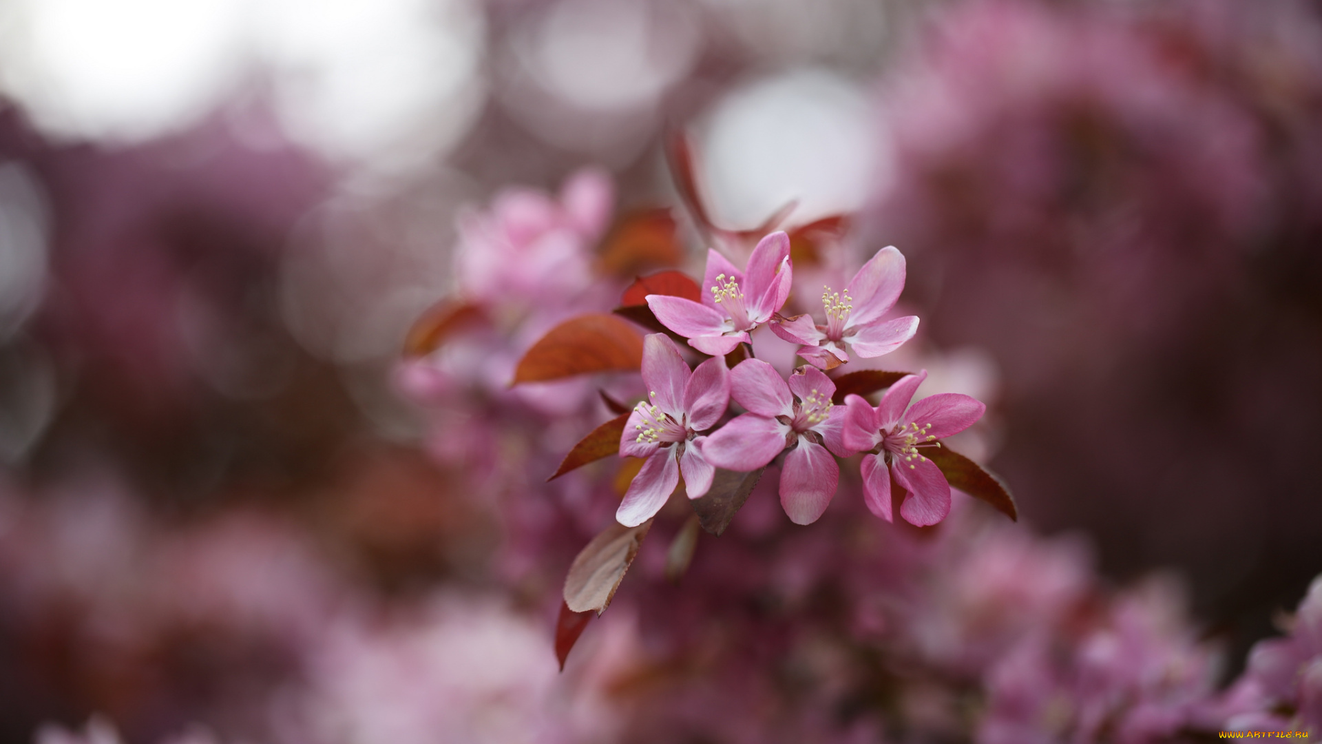 цветы, цветущие, деревья, , , кустарники, розовые, макро