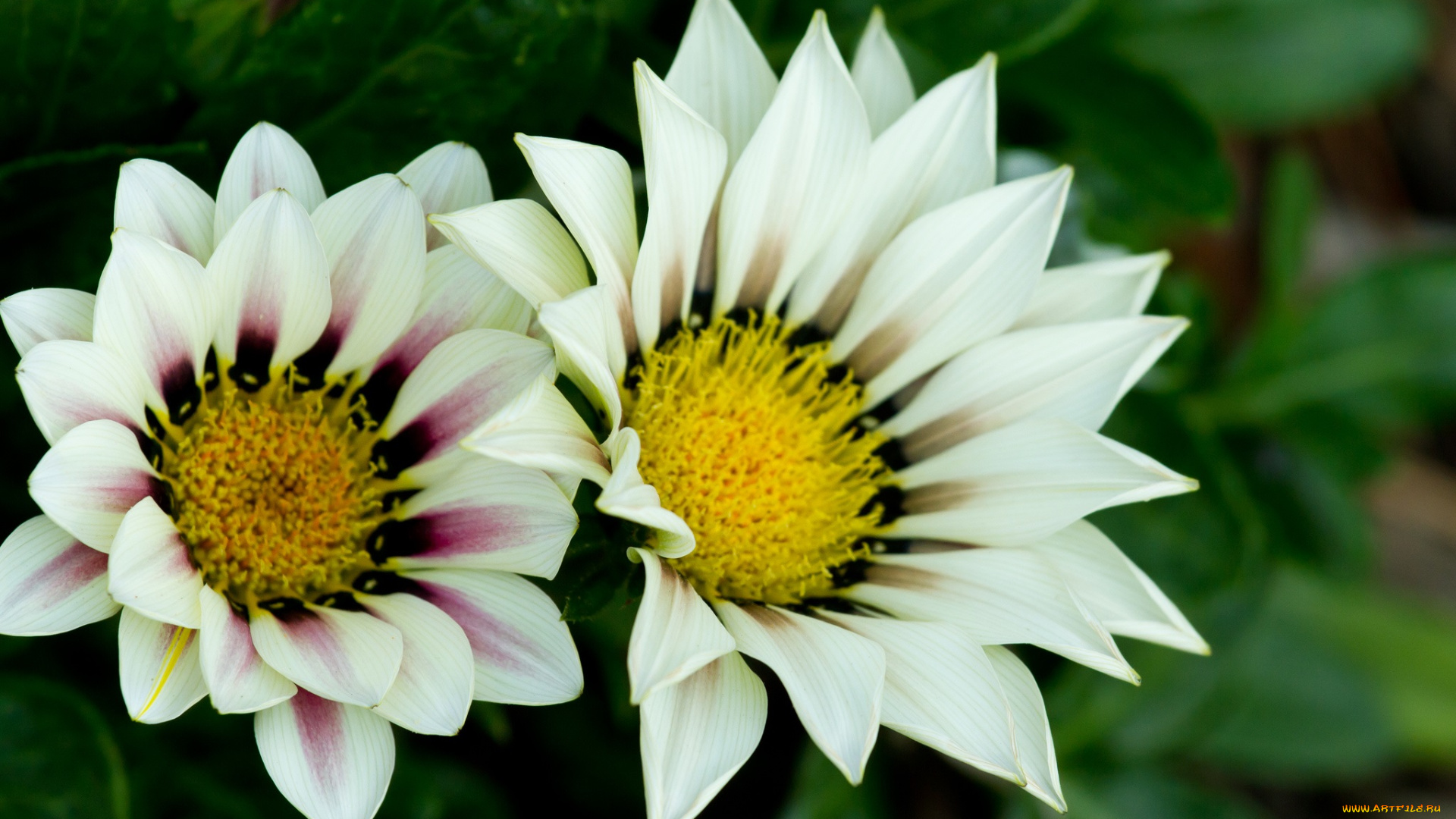 цветы, газания, макро, белые, пара