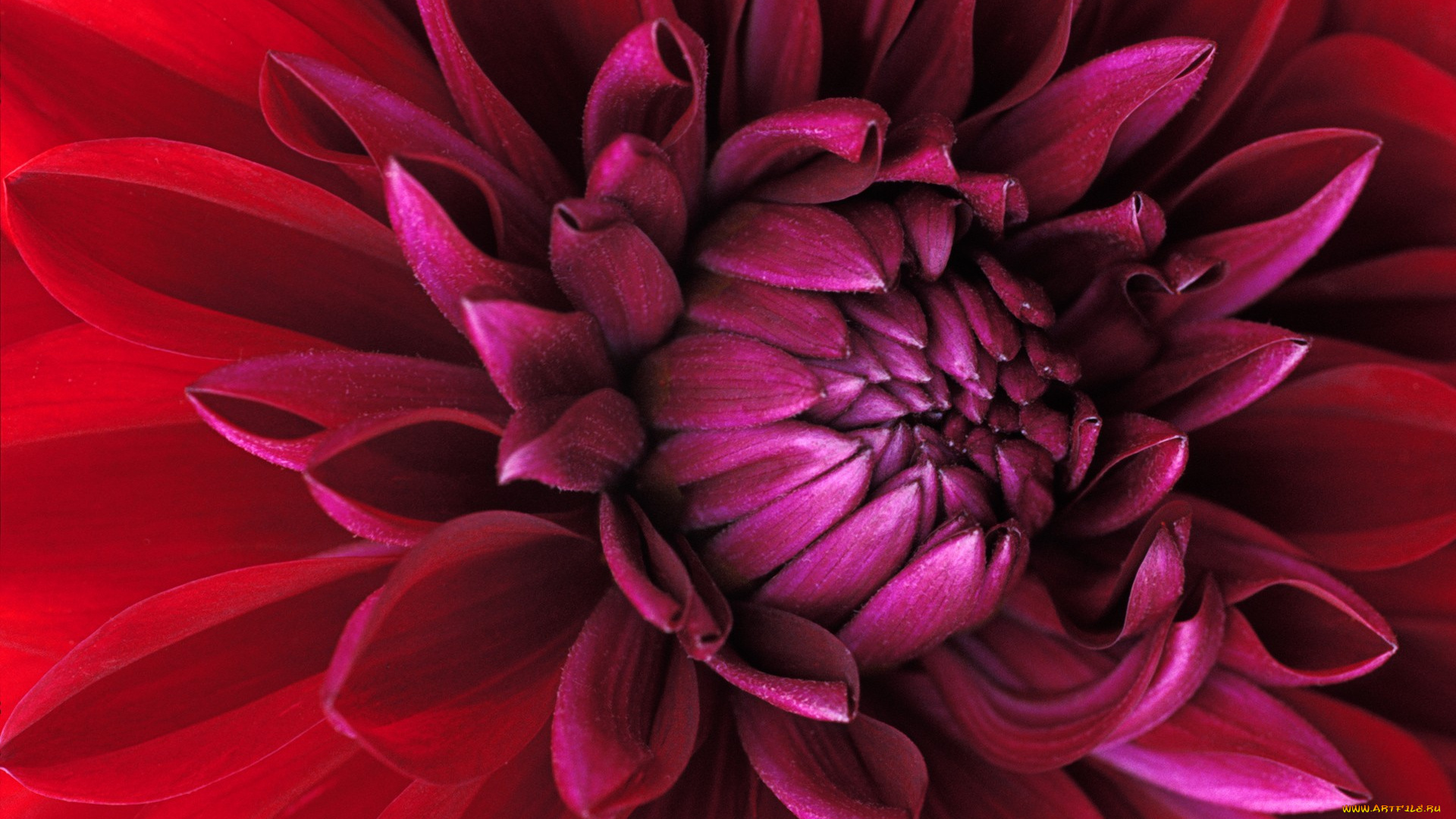 цветы, георгины, лепестки, макро, красный, георгин