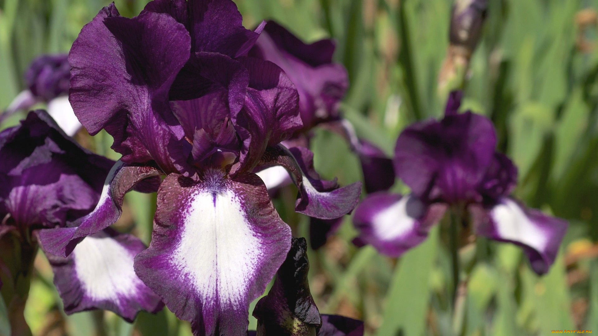 цветы, ирисы, лепестки