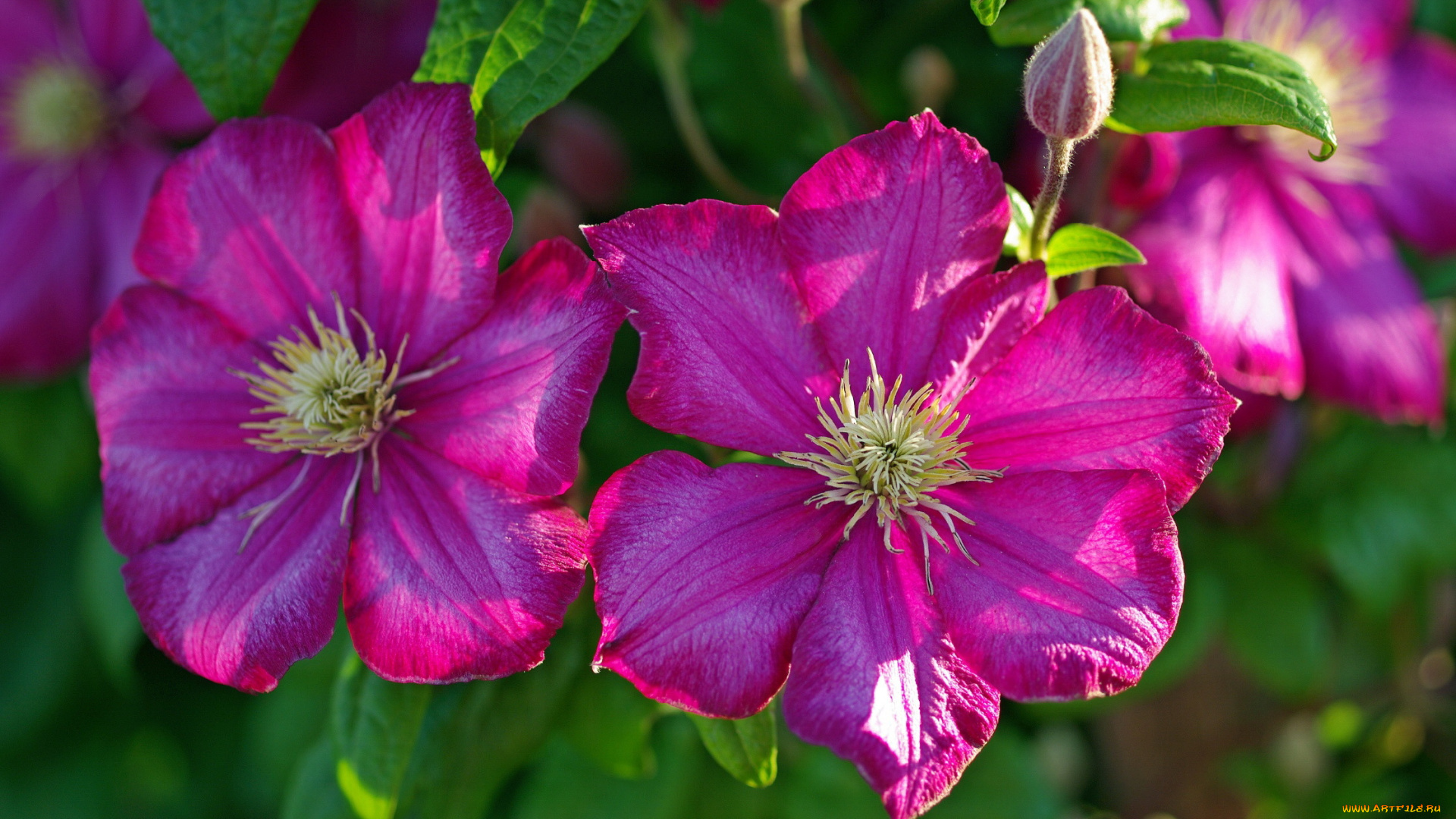 цветы, клематис, , ломонос, лепестки, клематис, макро