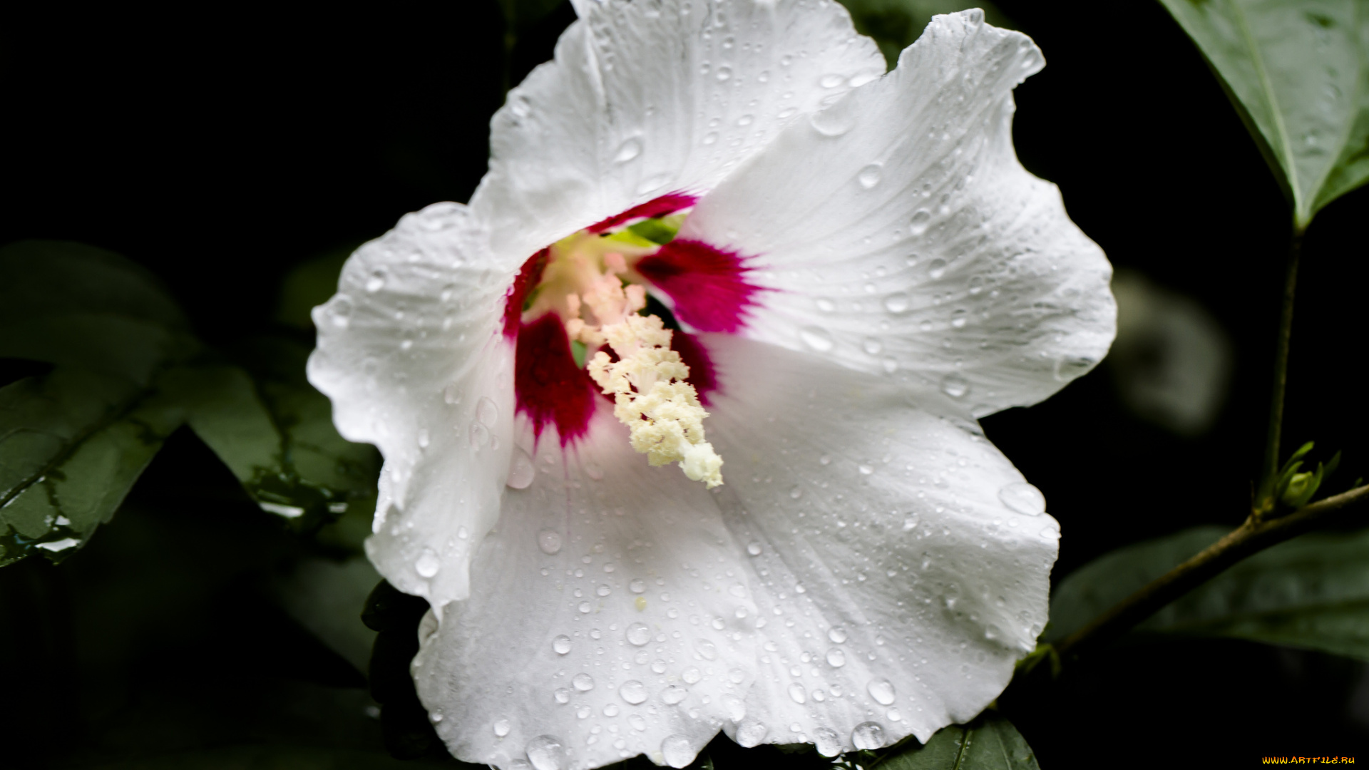 цветы, лаватера, капли, белый, цветок