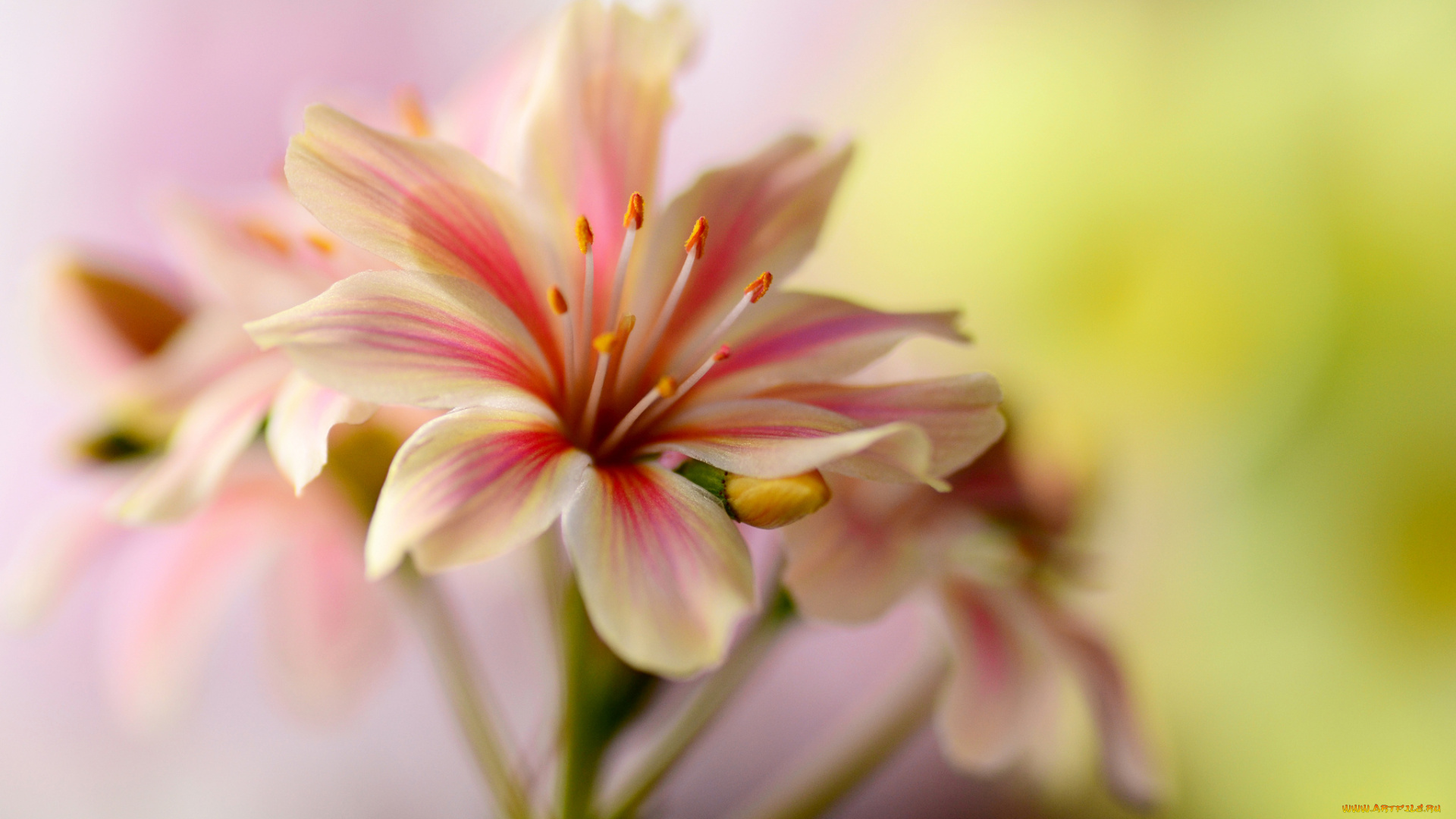 цветы, лепестки, цветок, тычинки