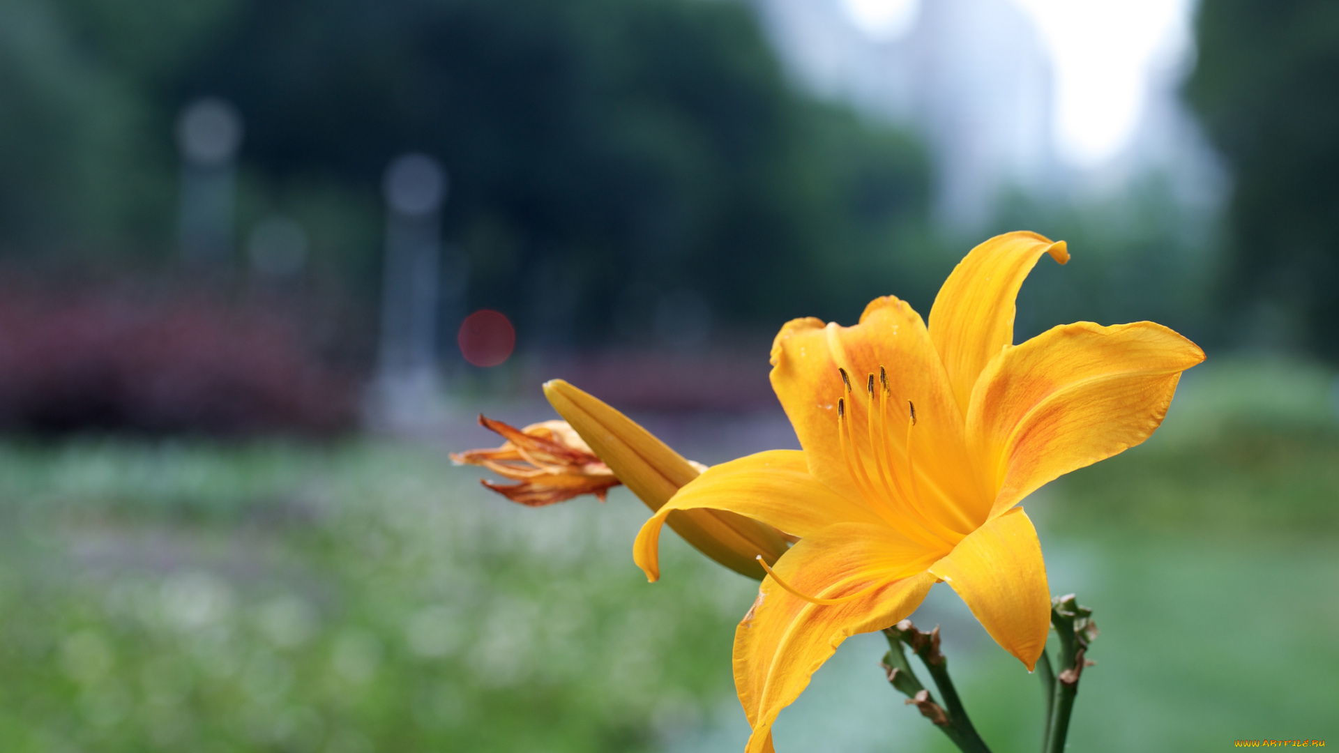 цветы, лилии, , лилейники, жёлтые, фон, макро, лилейники