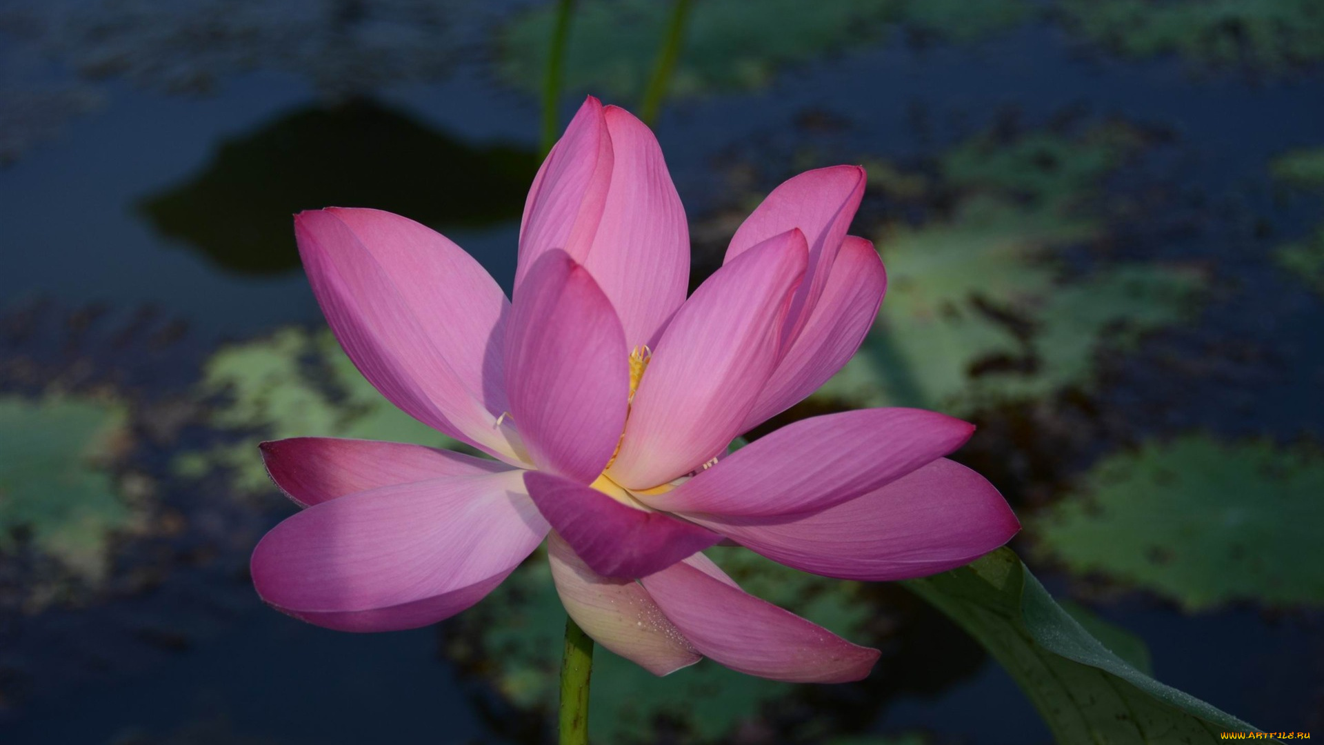 цветы, лотосы, лепестки