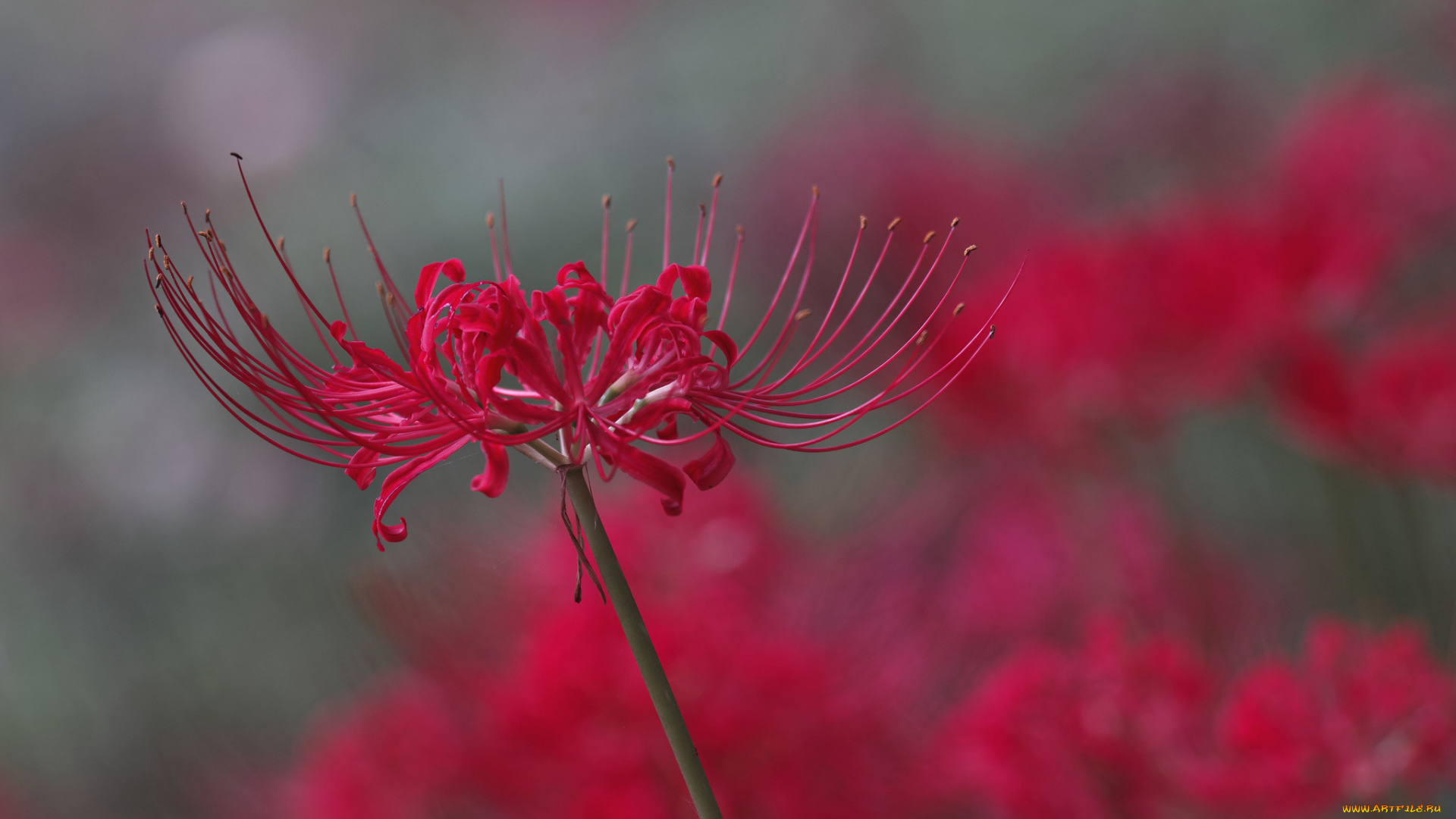 цветы, макро, takaten, лепестки, тычинки, красные