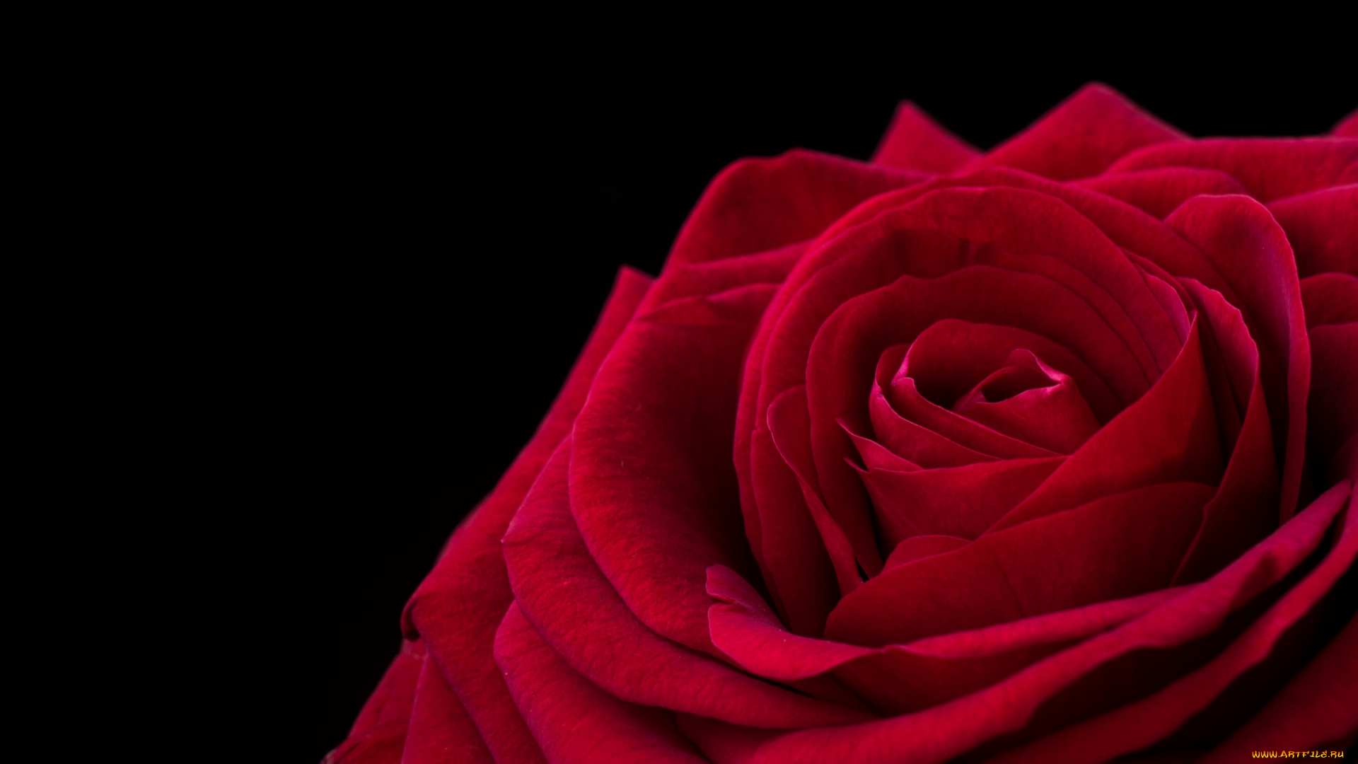 цветы, розы, лепестки, роза, макро