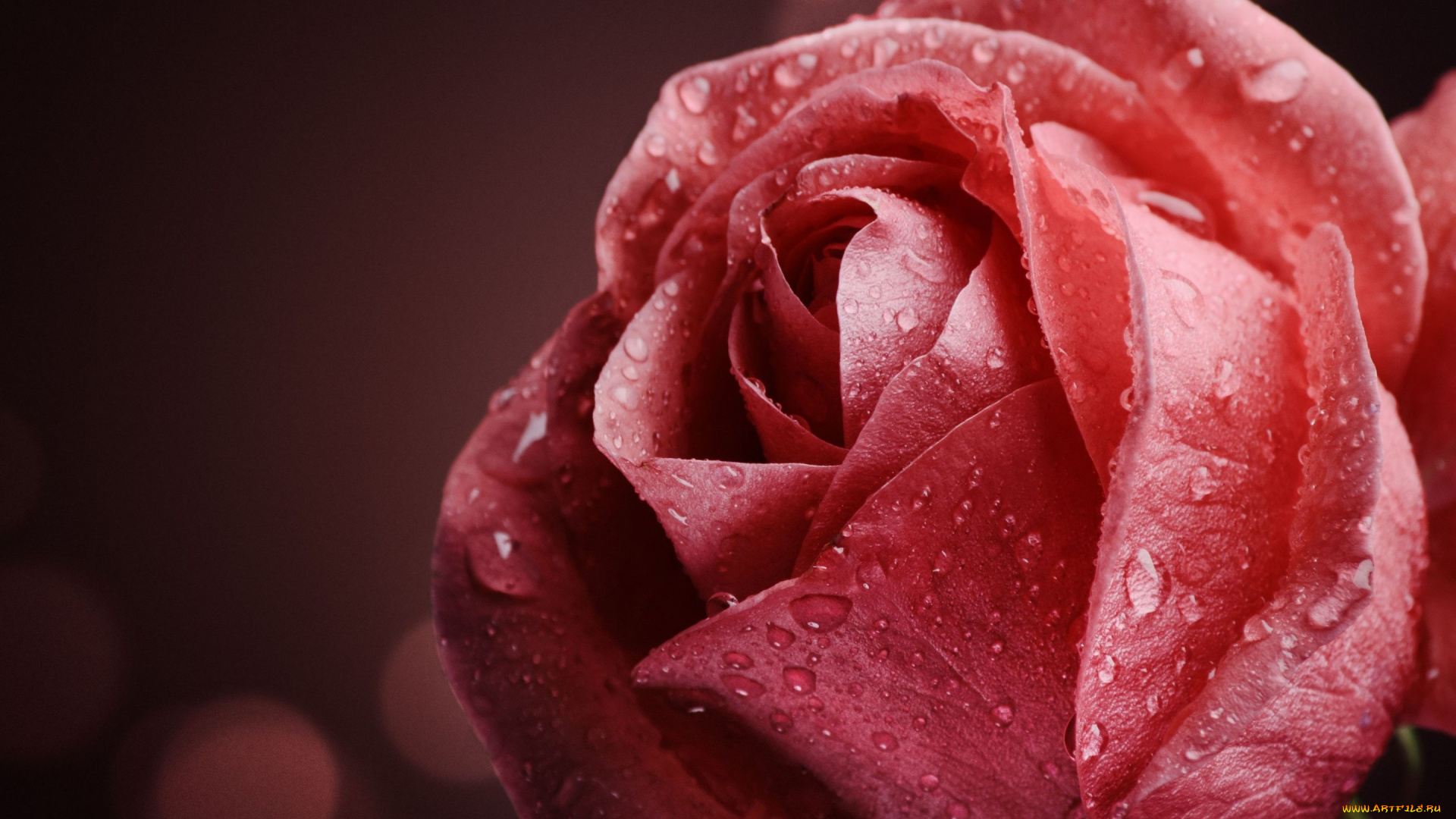 цветы, розы, макро, роса, вода, капли, розовая, роза