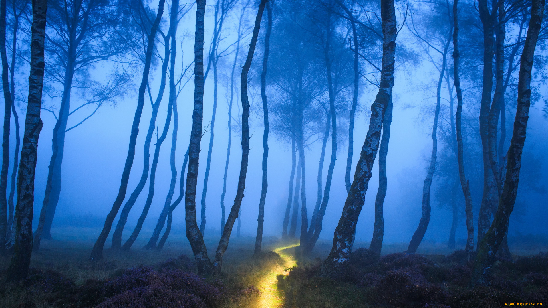 разное, компьютерный, дизайн, лес, природа, дорожка, туман