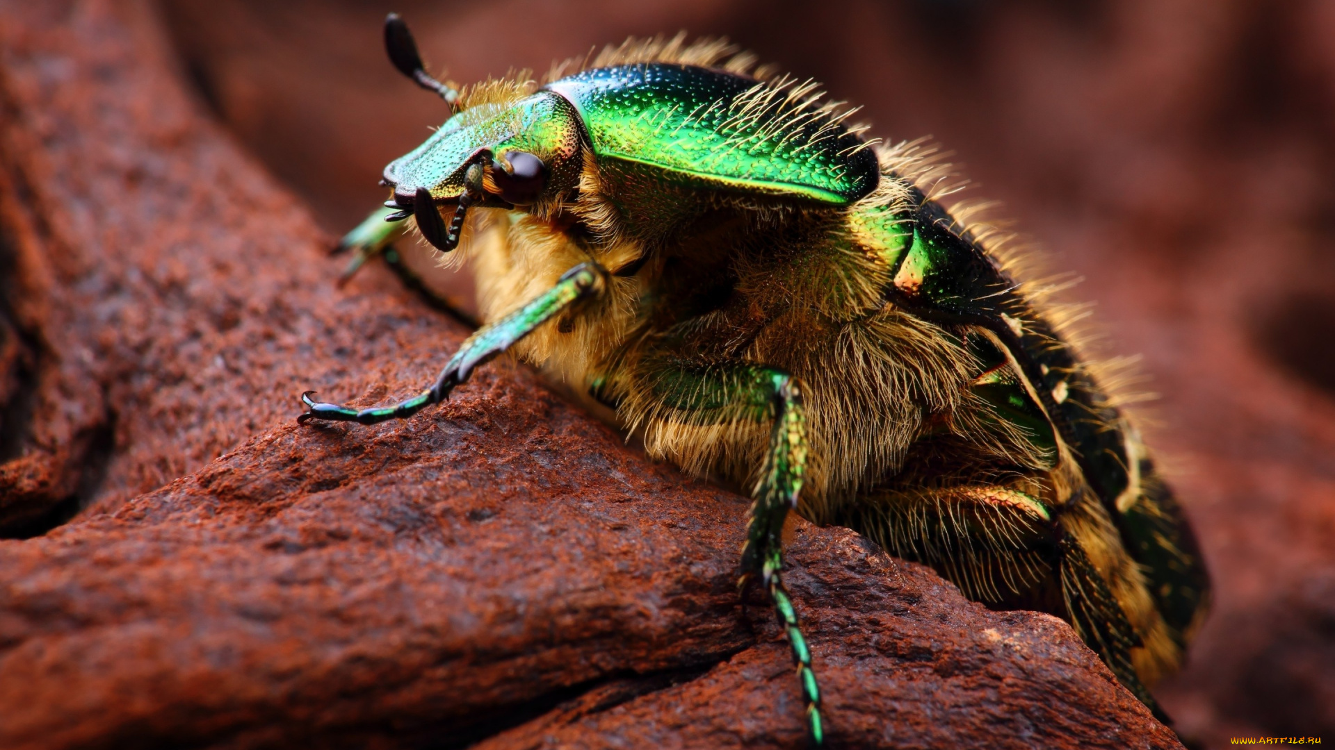 животные, насекомые, боке, камень, насекомое