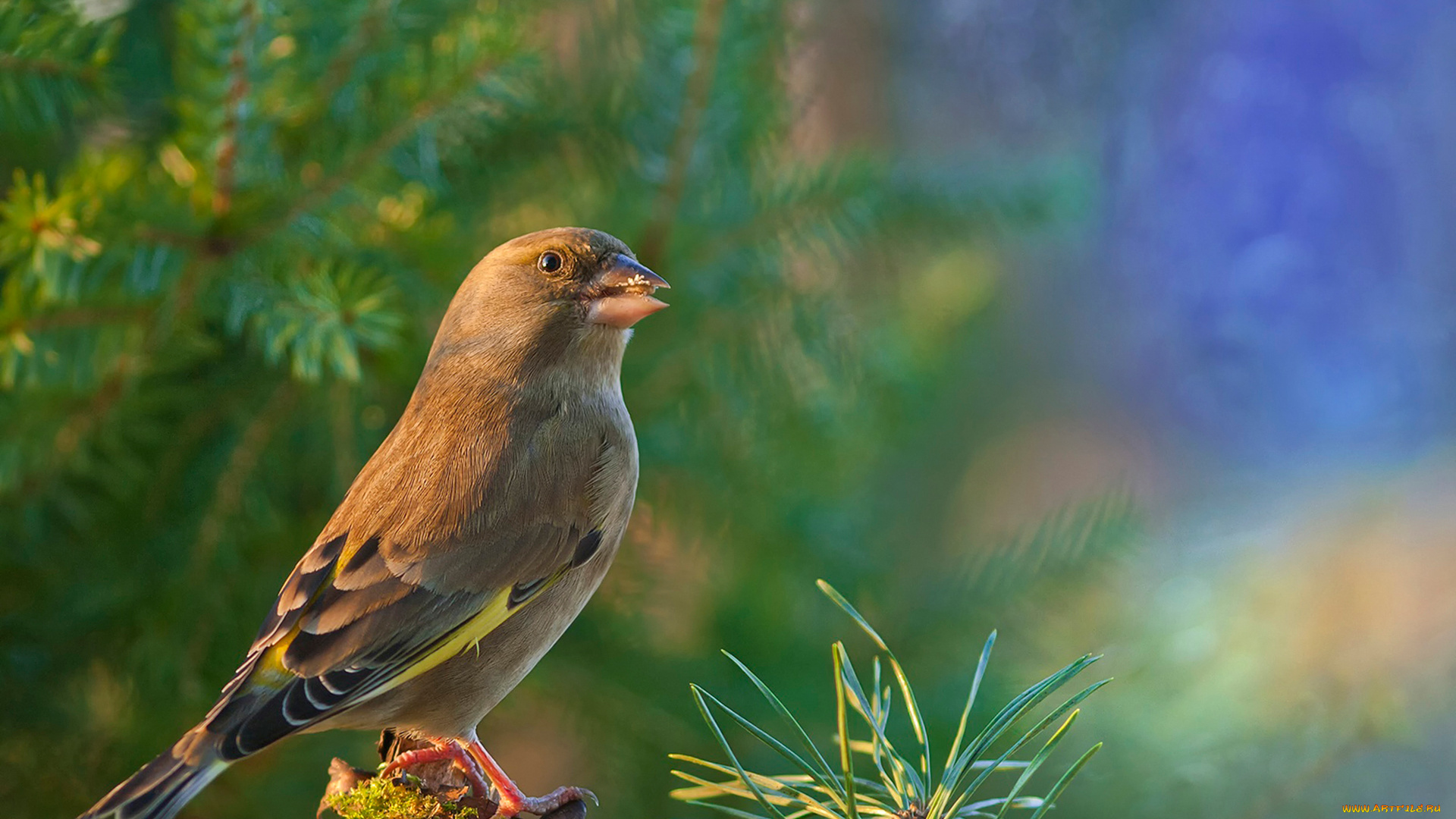 животные, щеглы, , чижи, щегол, птица, обыкновенная, зеленушка, dzwoniec, zwyczajny