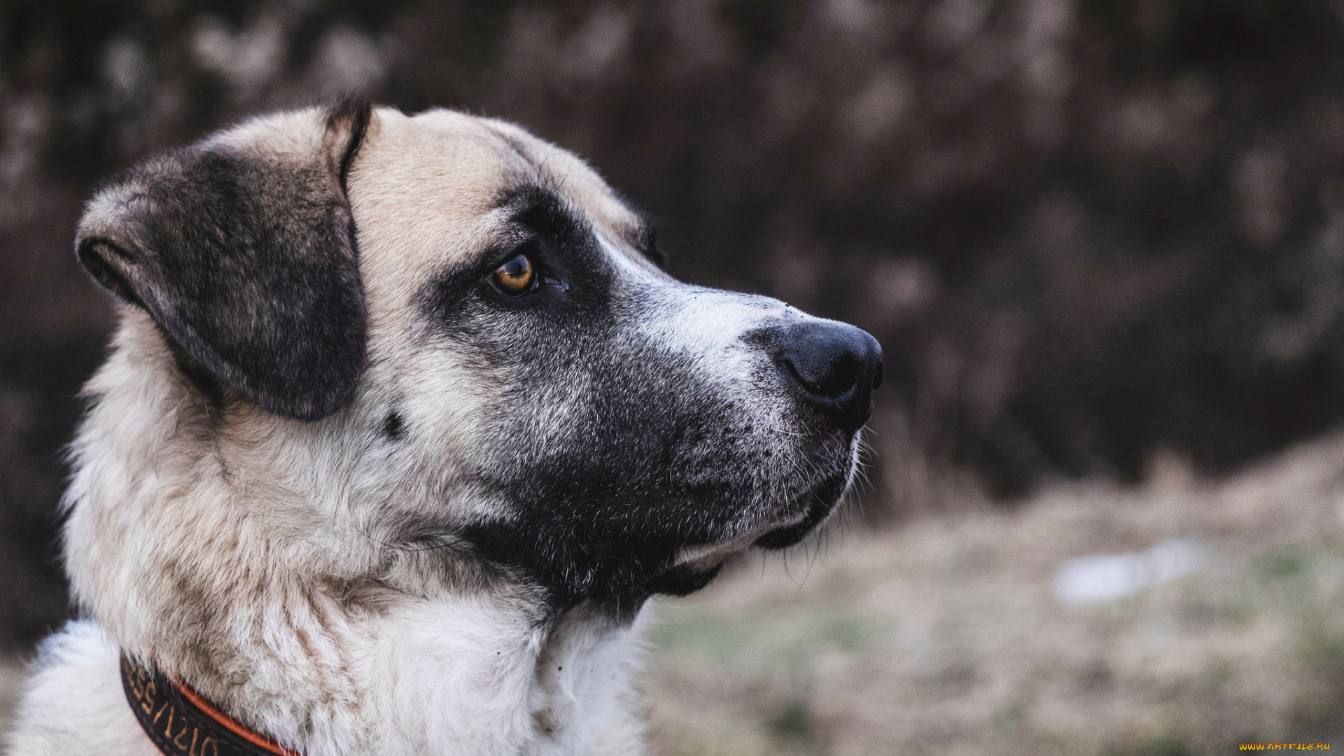 животные, собаки, морда, профиль, ошейник, пёс