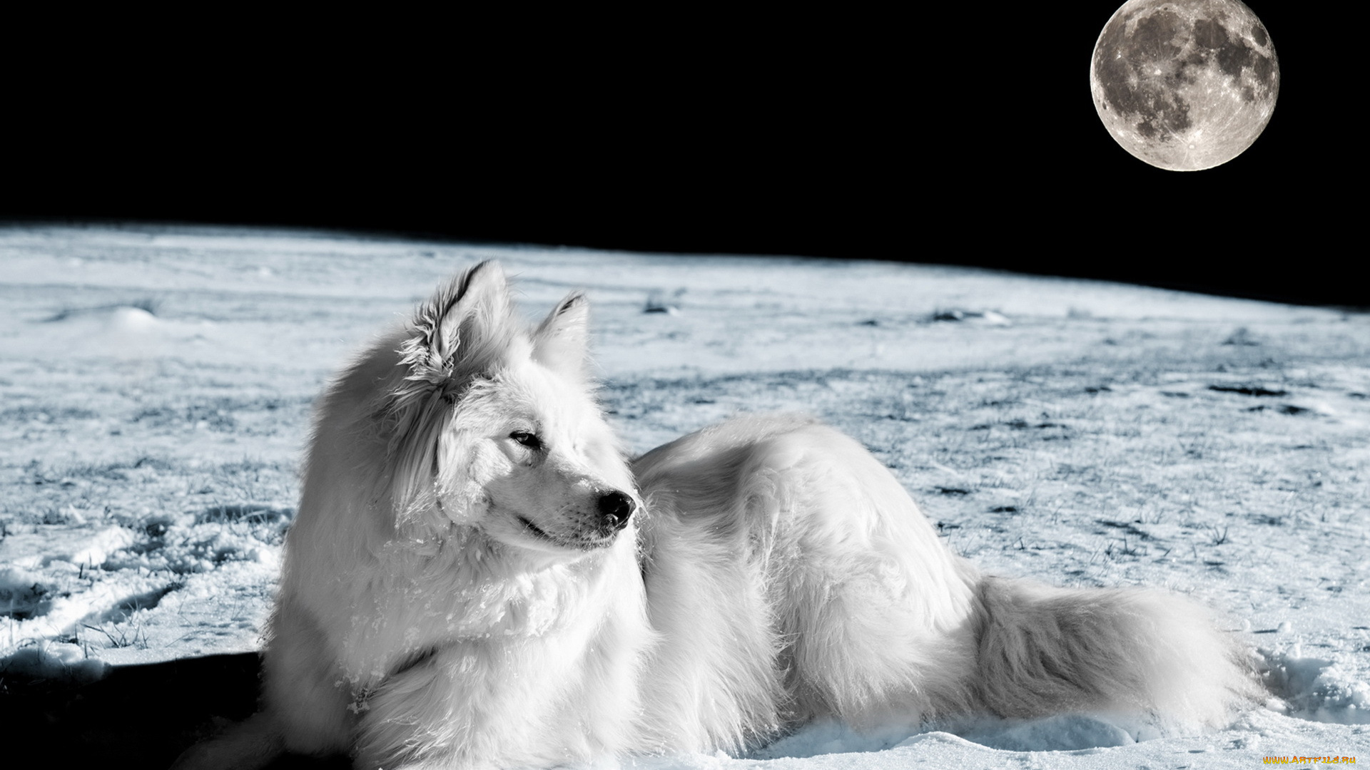 животные, собаки, взгляд, собака, луна, друг