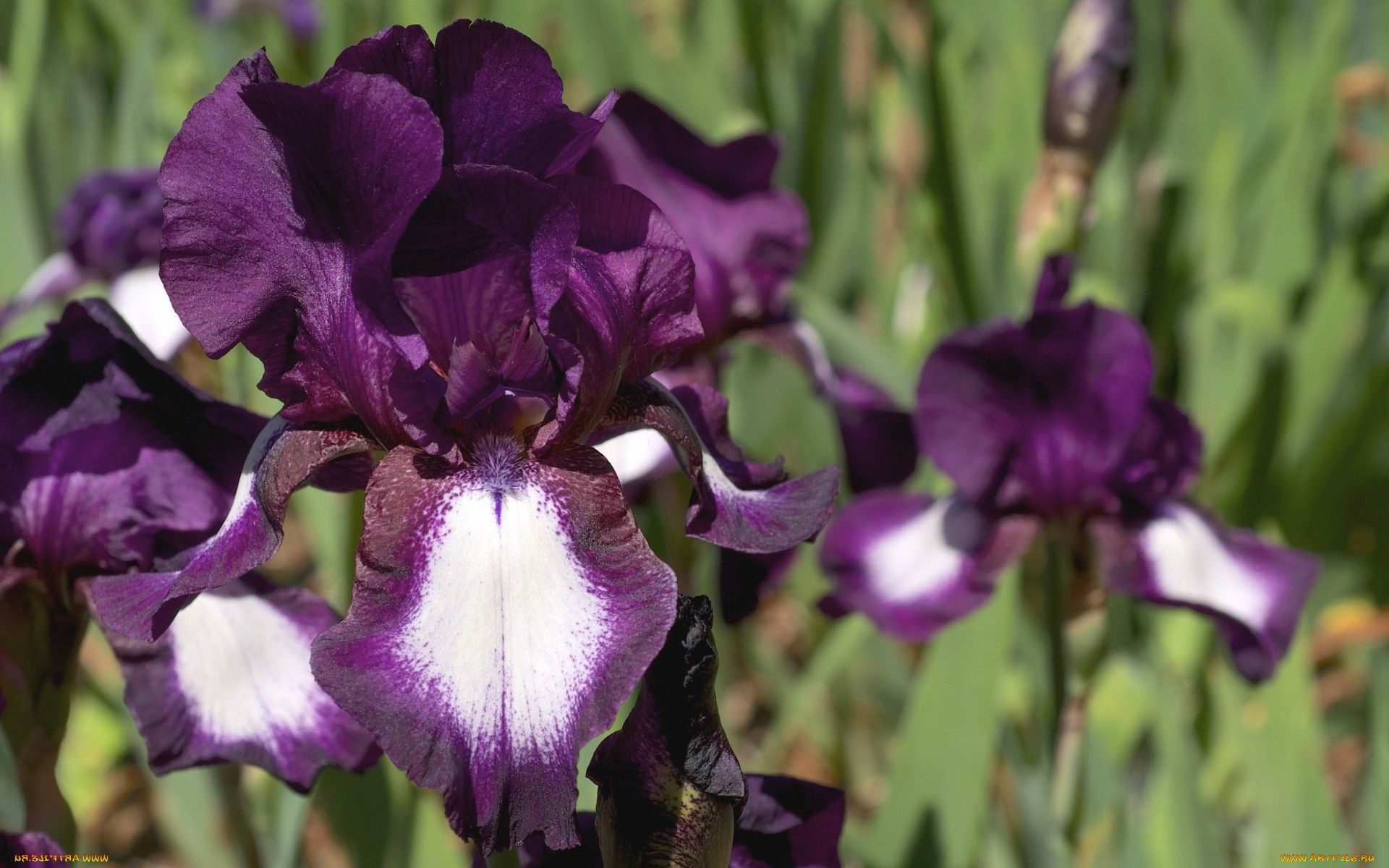 цветы, ирисы, лепестки