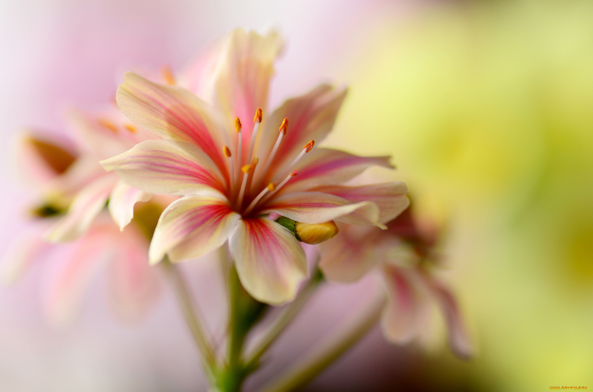 цветы, лепестки, цветок, тычинки