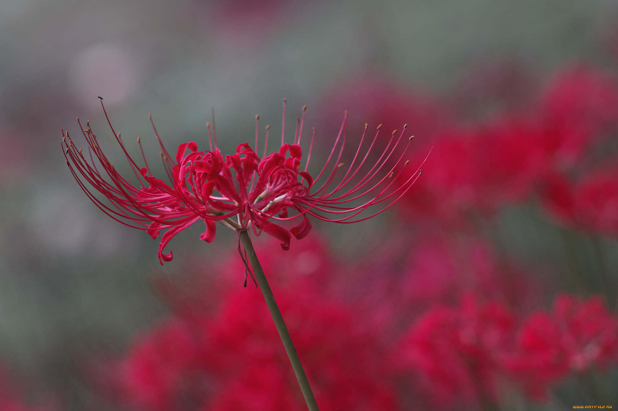 цветы, макро, takaten, лепестки, тычинки, красные