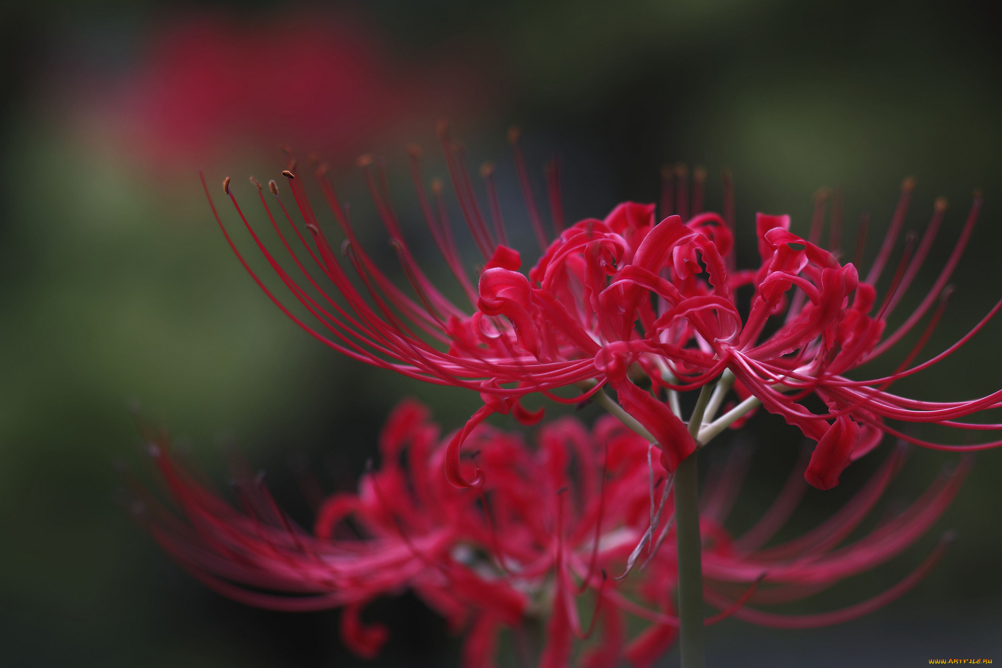 цветы, макро, takaten, лепестки, тычинки, красные