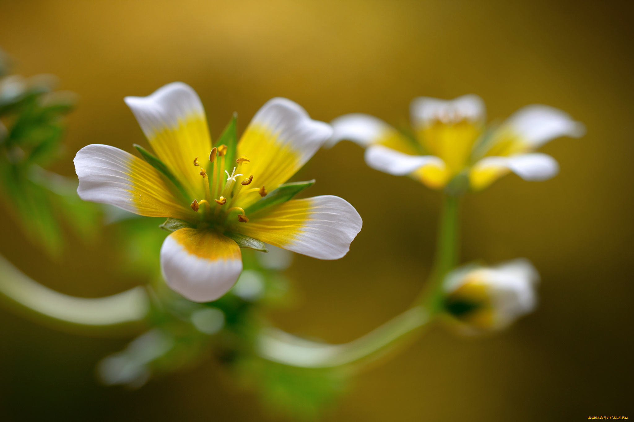 цветы, стебель, соцветие, природа, лепестки