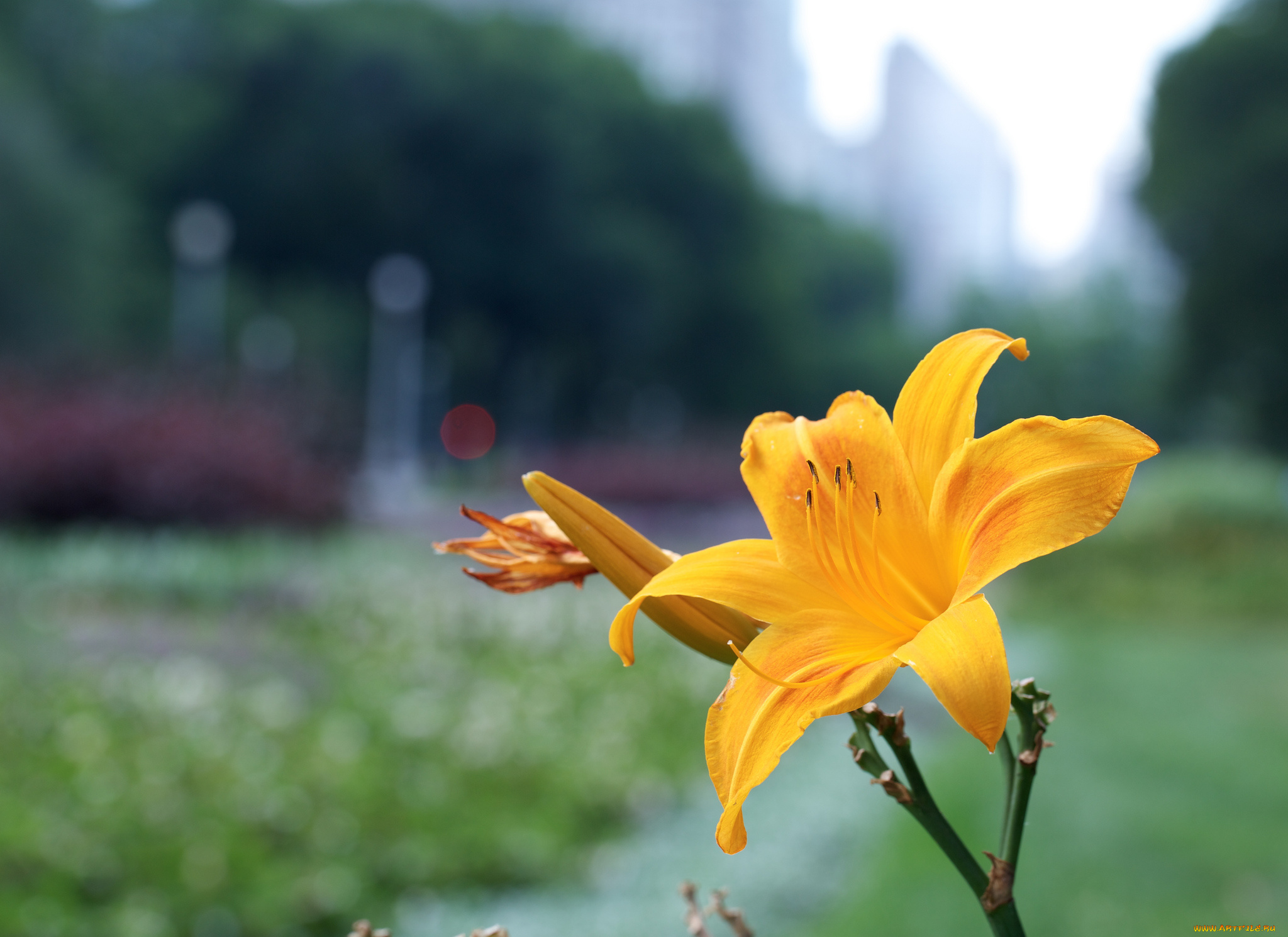 цветы, лилии, , лилейники, жёлтые, фон, макро, лилейники