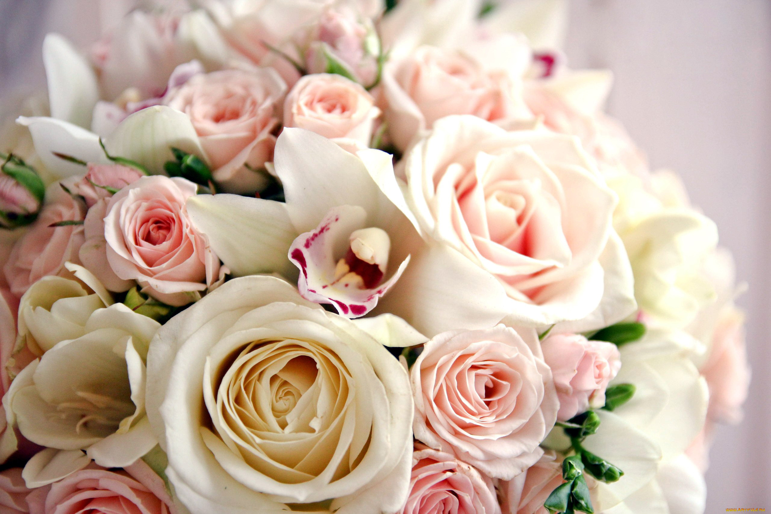 цветы, букеты, , композиции, орхидеи, фрезии, розы