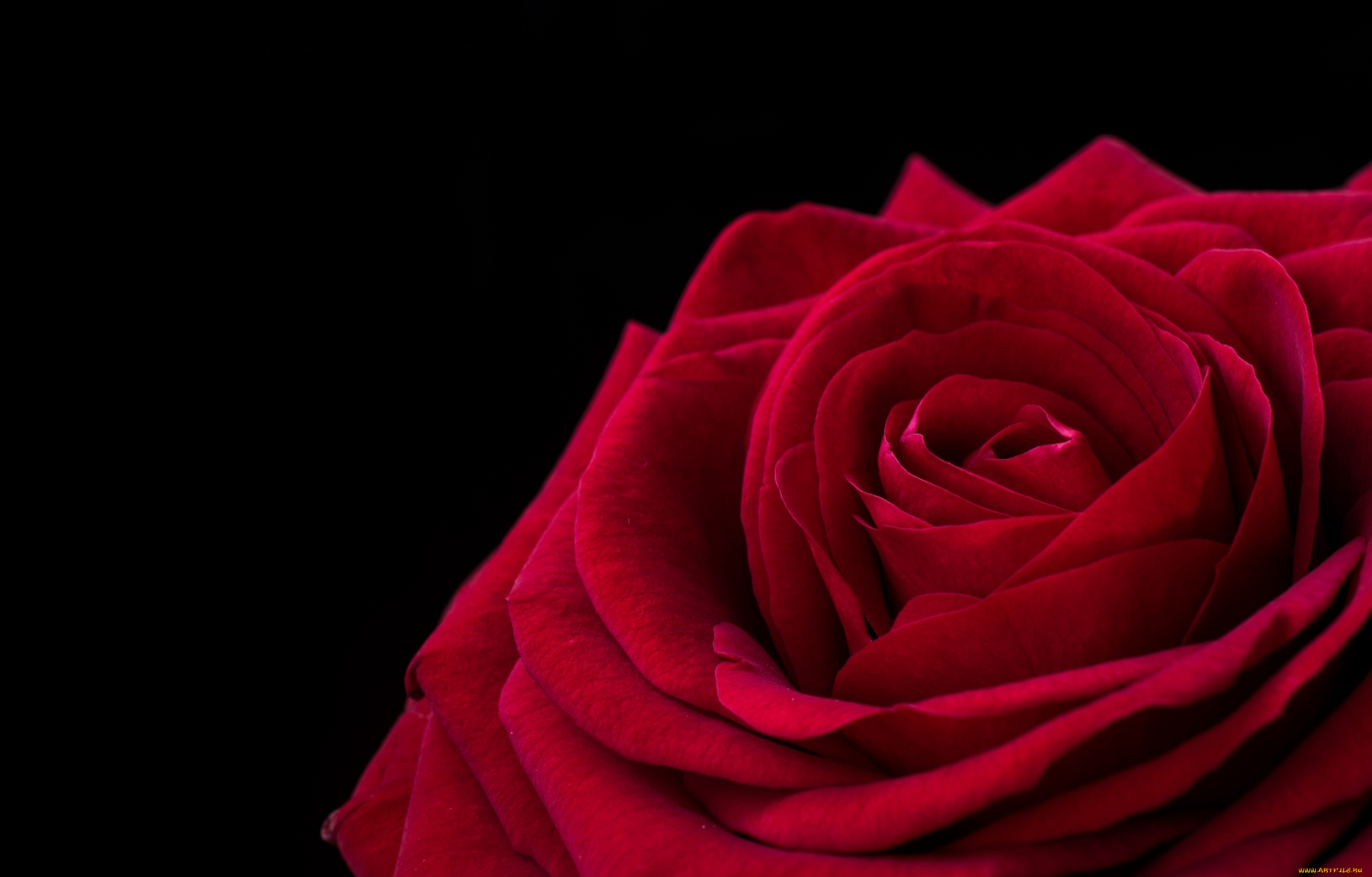 цветы, розы, лепестки, роза, макро