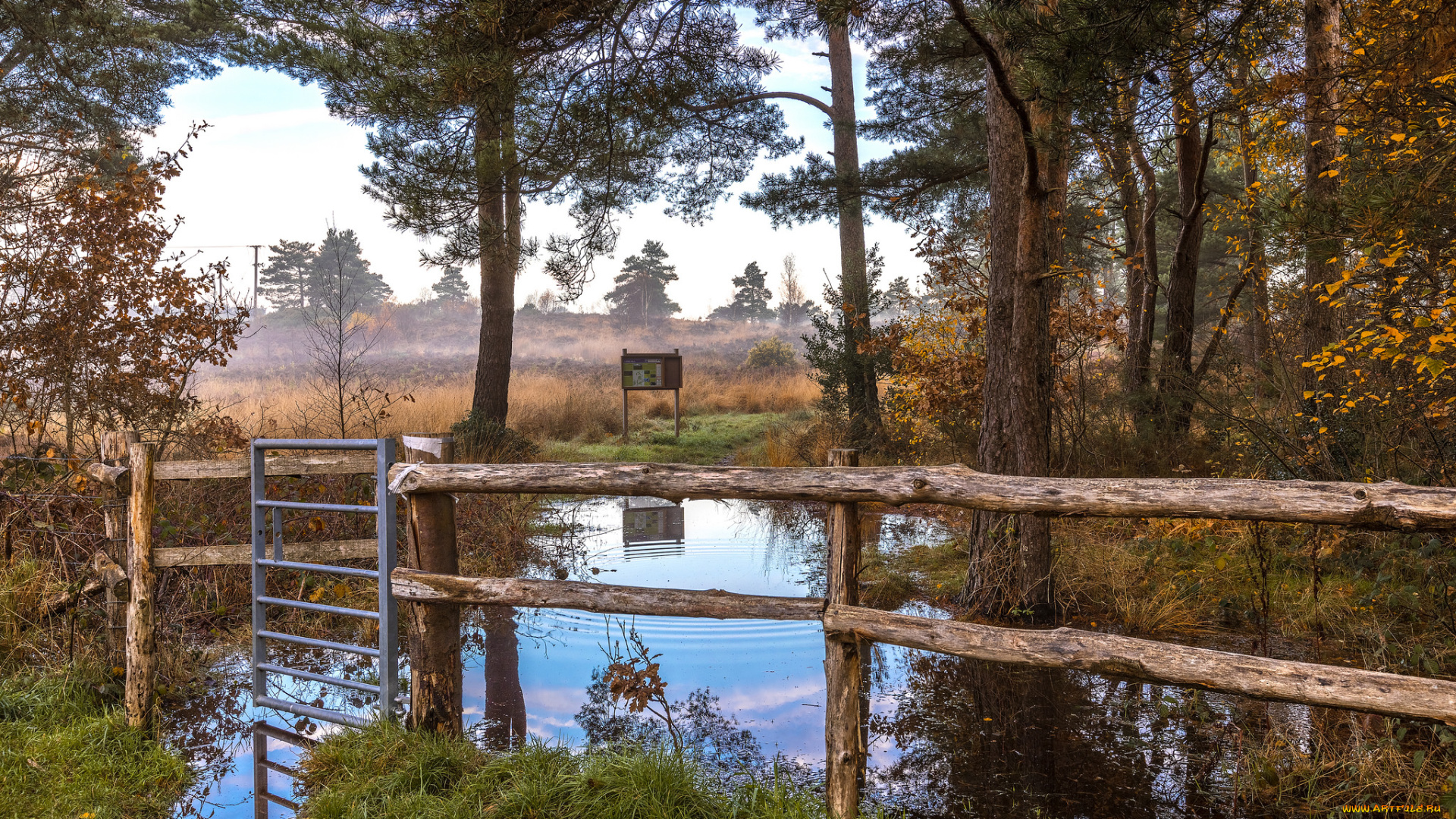 природа, реки, озера, лес, река