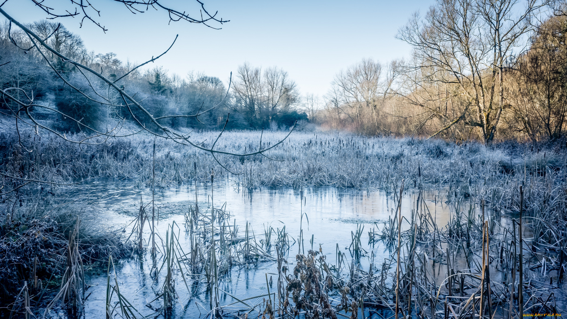 природа, реки, озера, река, лес