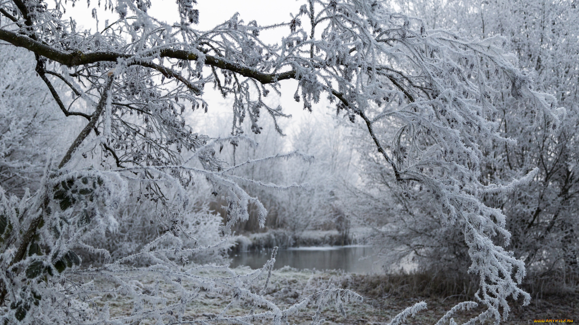 природа, зима, снег