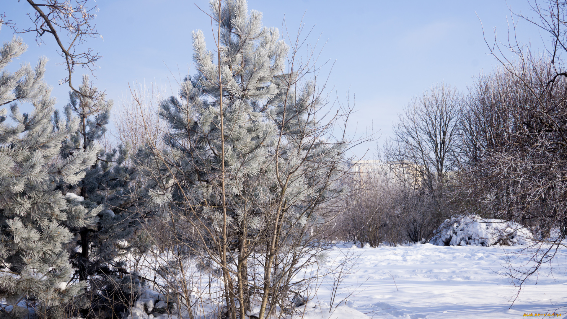 природа, зима, снег