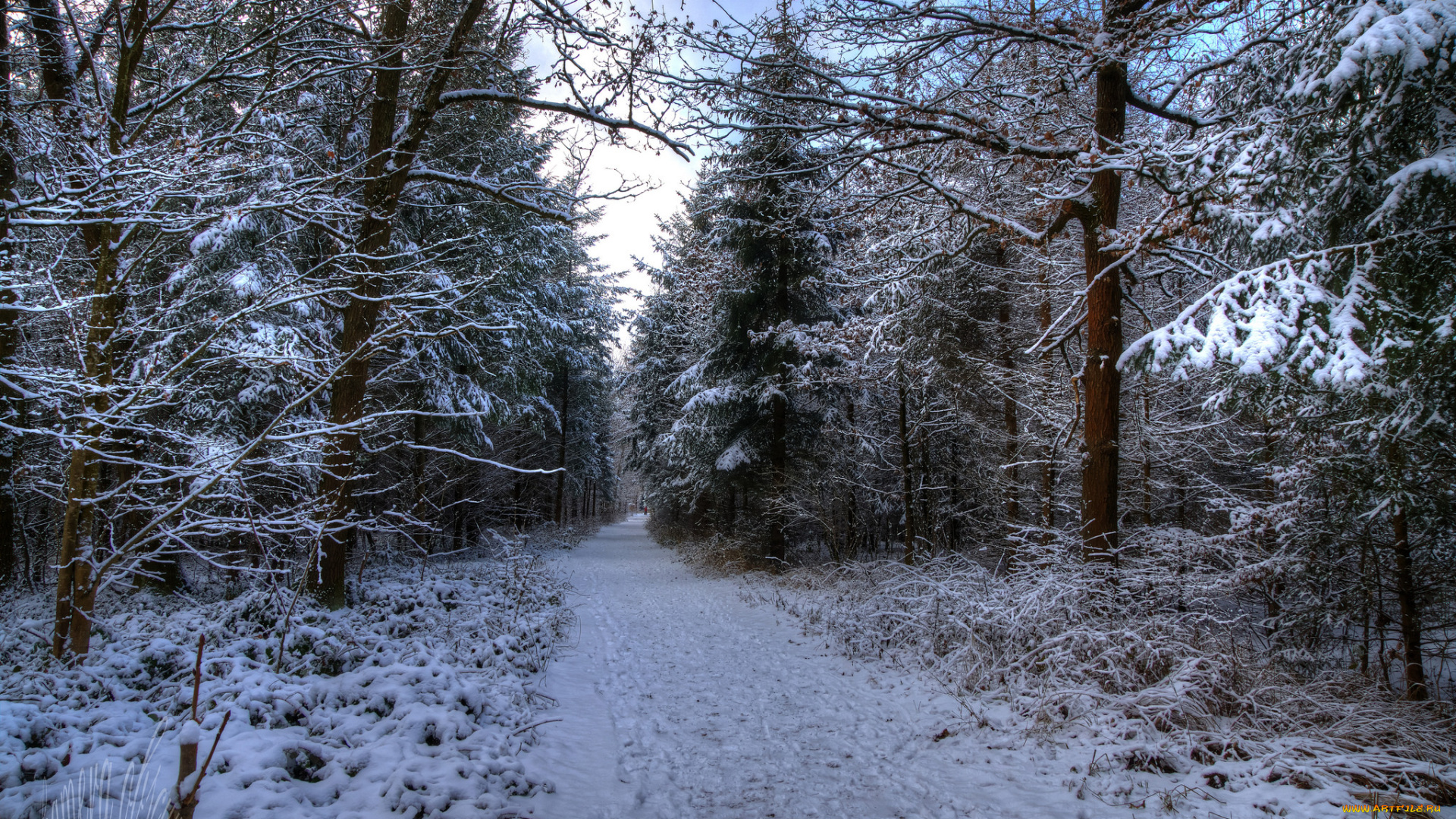 природа, зима, снег