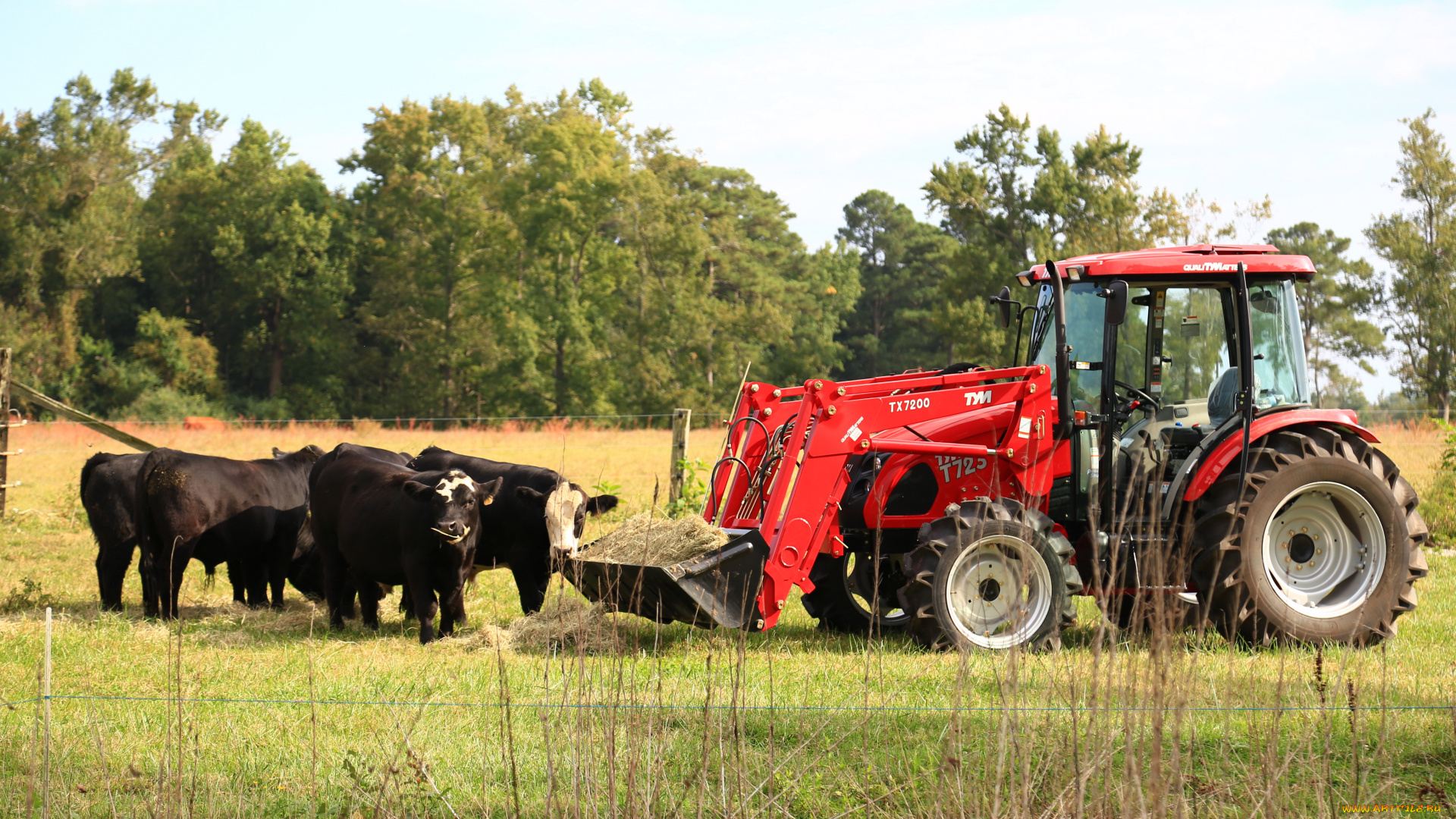 техника, фронтальные, погрузчики, tym