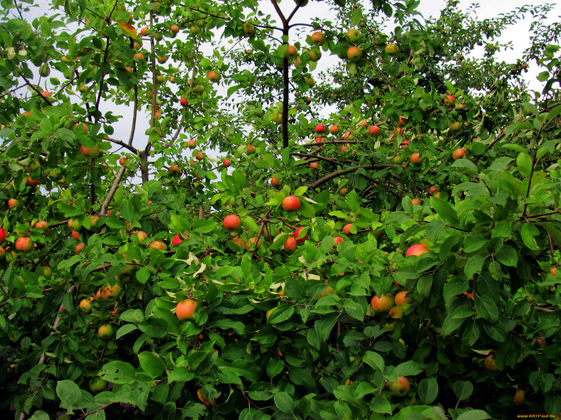 природа, плоды, яблоки