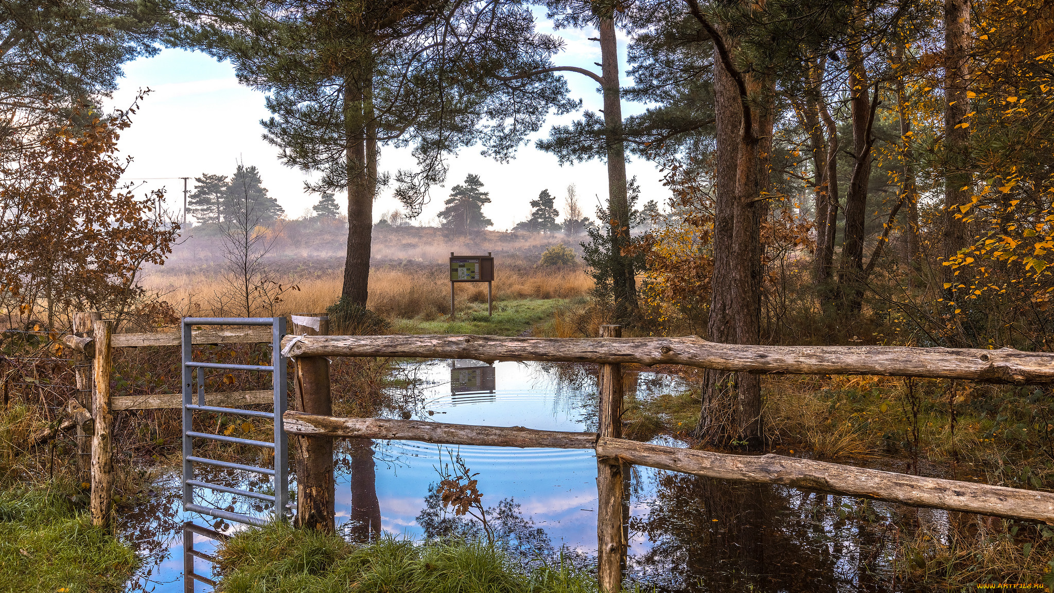 природа, реки, озера, лес, река