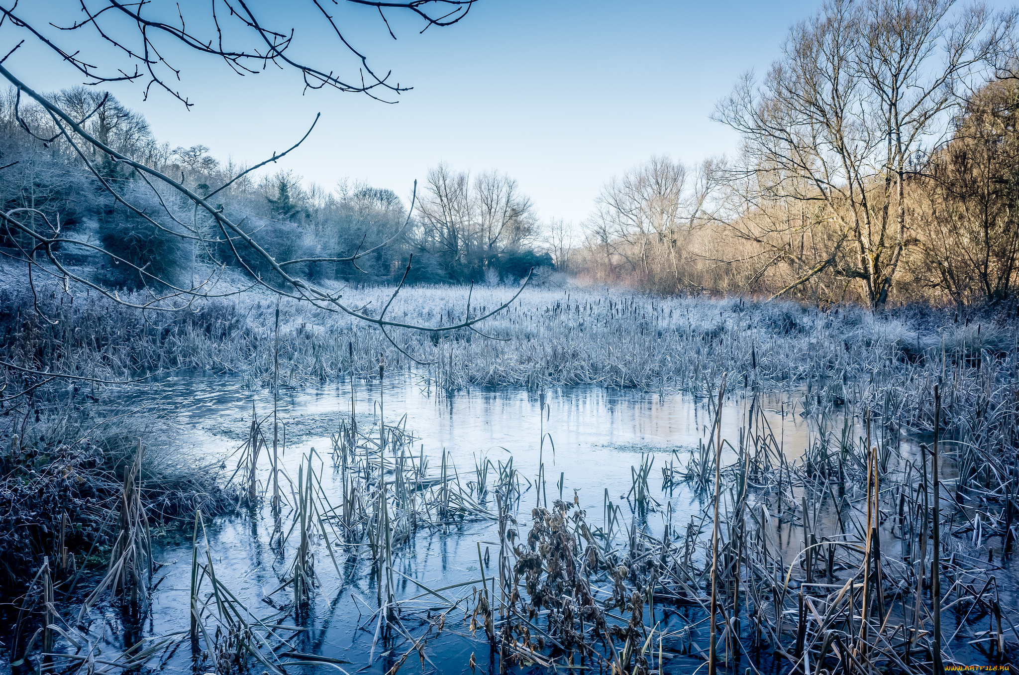 природа, реки, озера, река, лес