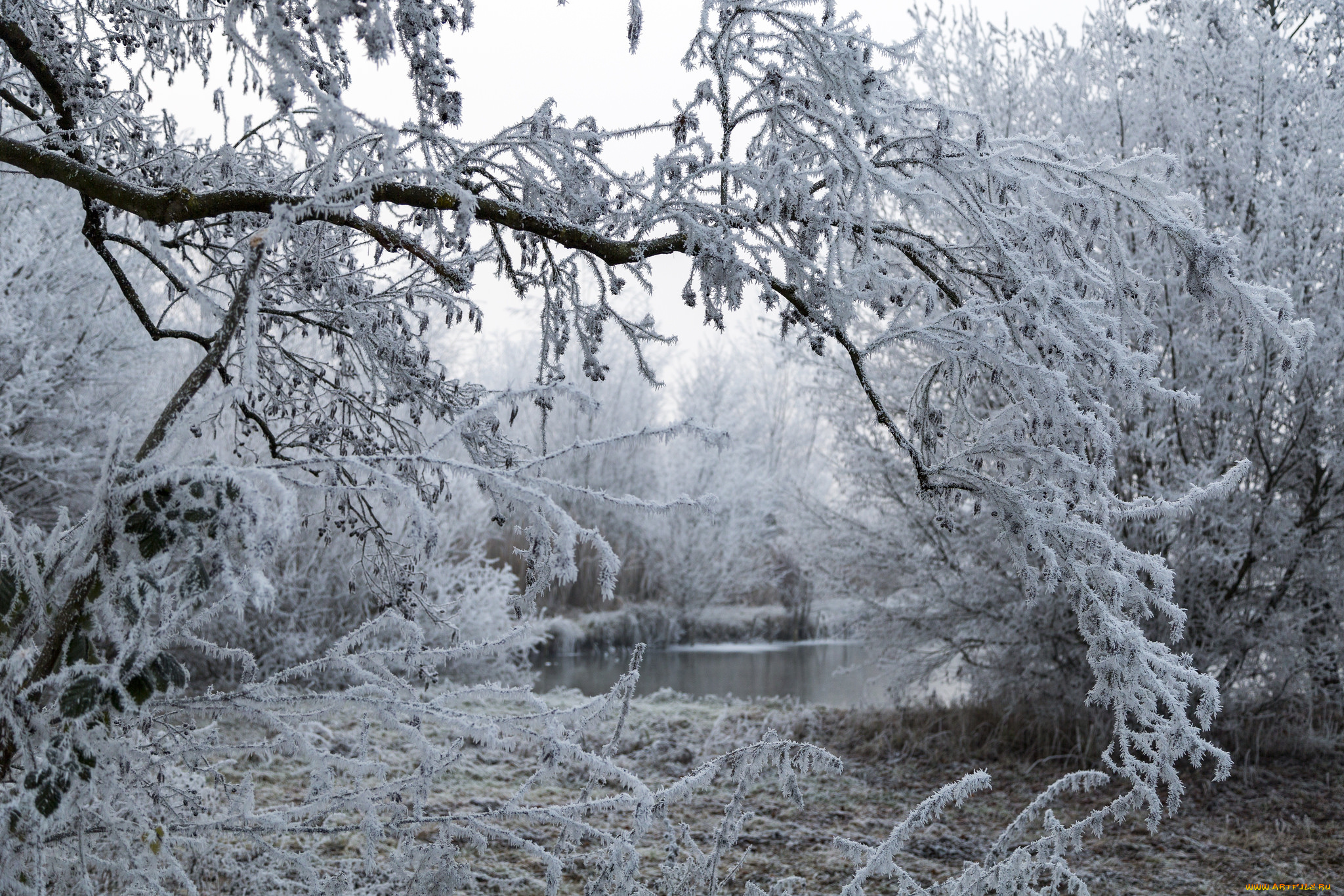 природа, зима, снег
