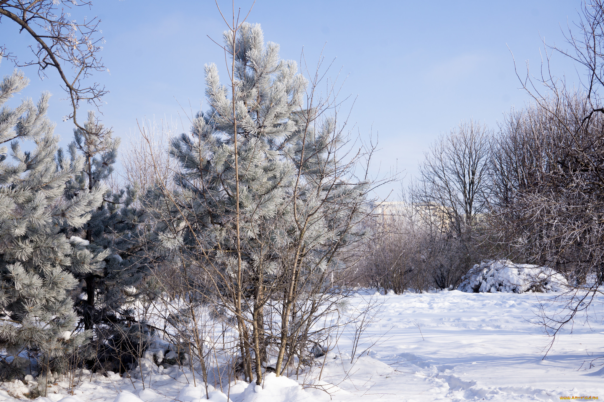 природа, зима, снег