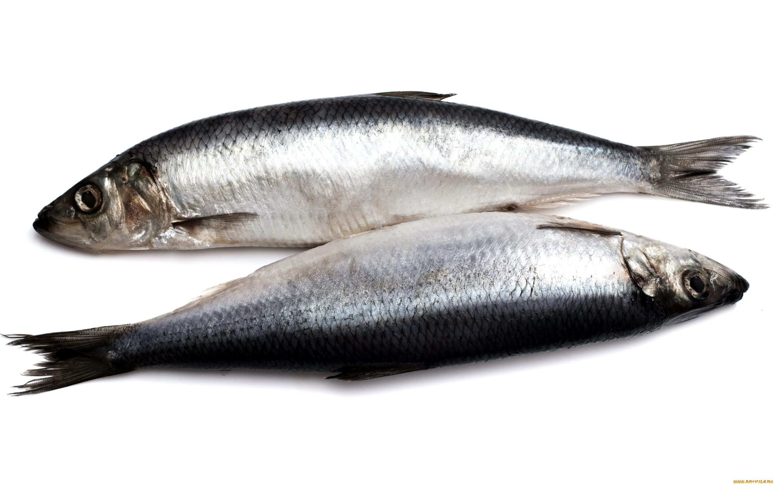 еда, рыбные, блюда, , с, морепродуктами, сельдь