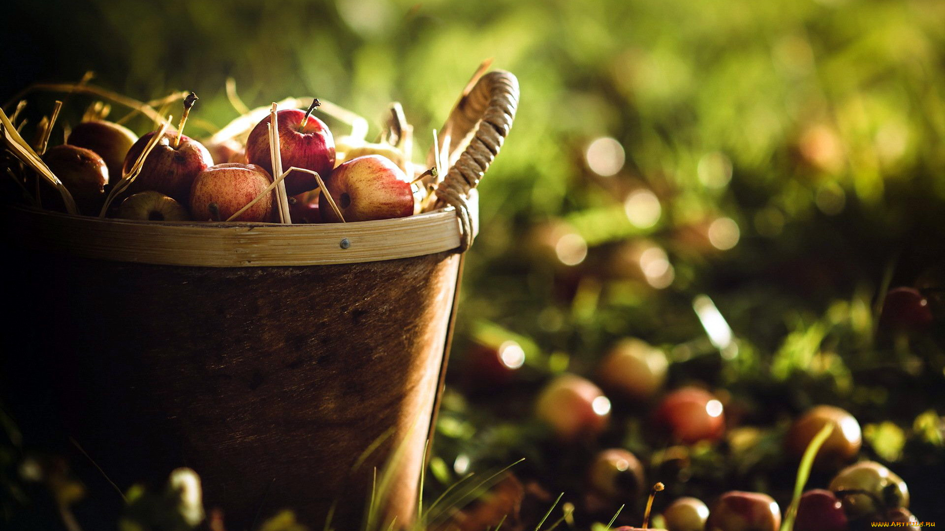 еда, Яблоки, яблоки, фрукты