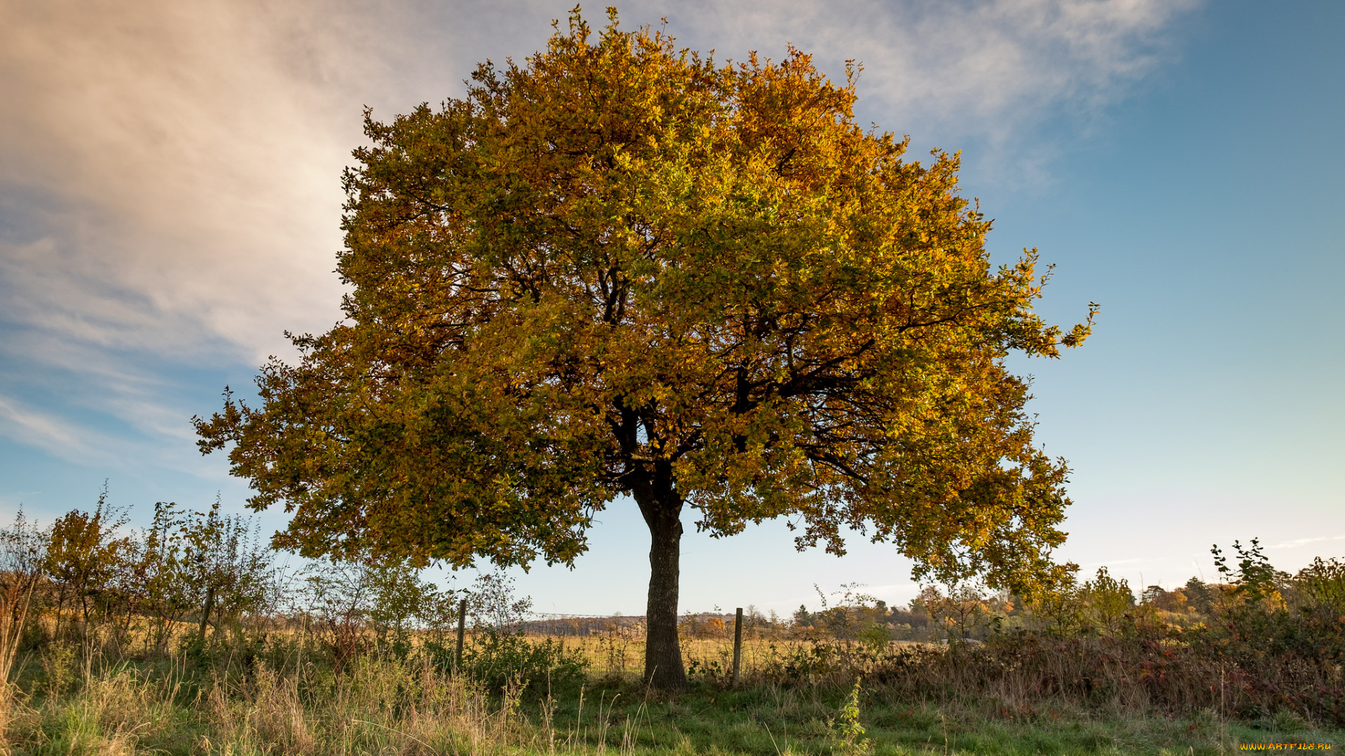 природа, деревья, простор