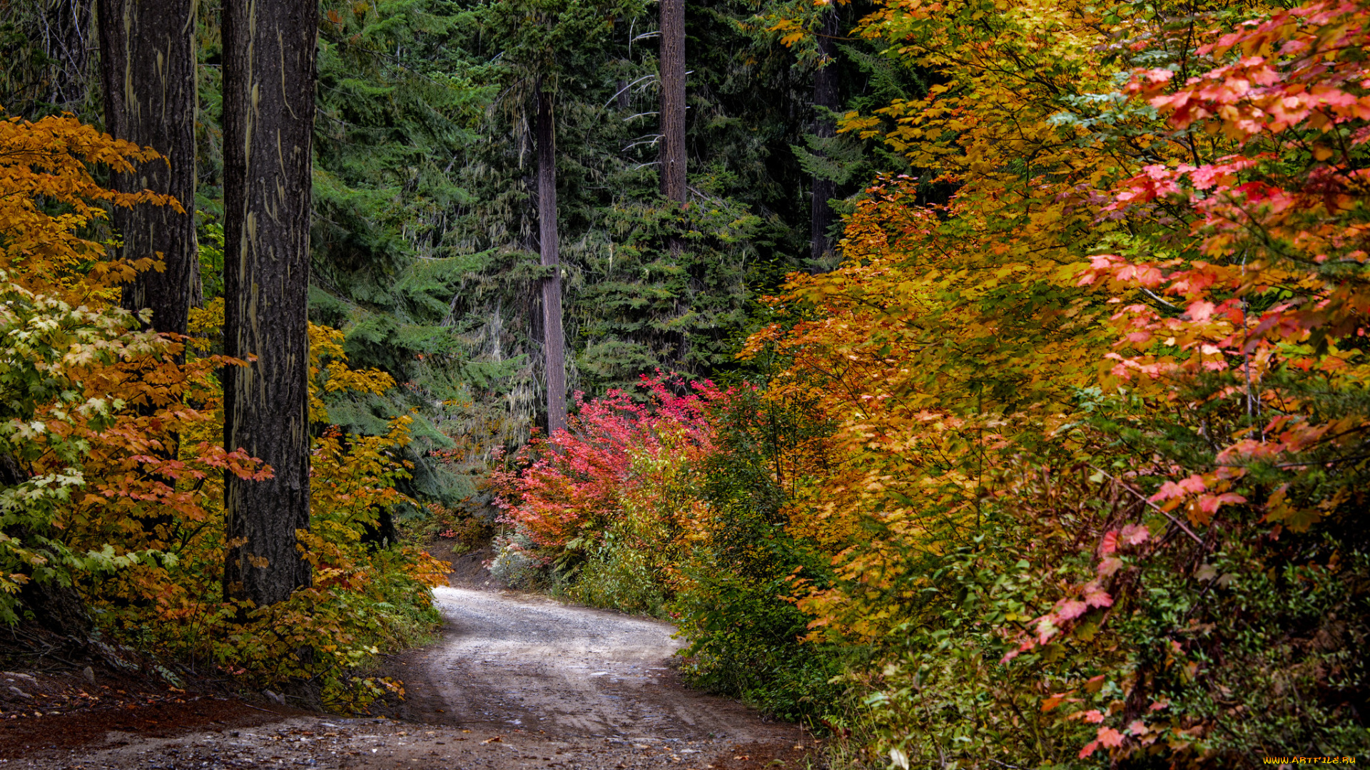 природа, лес, простор