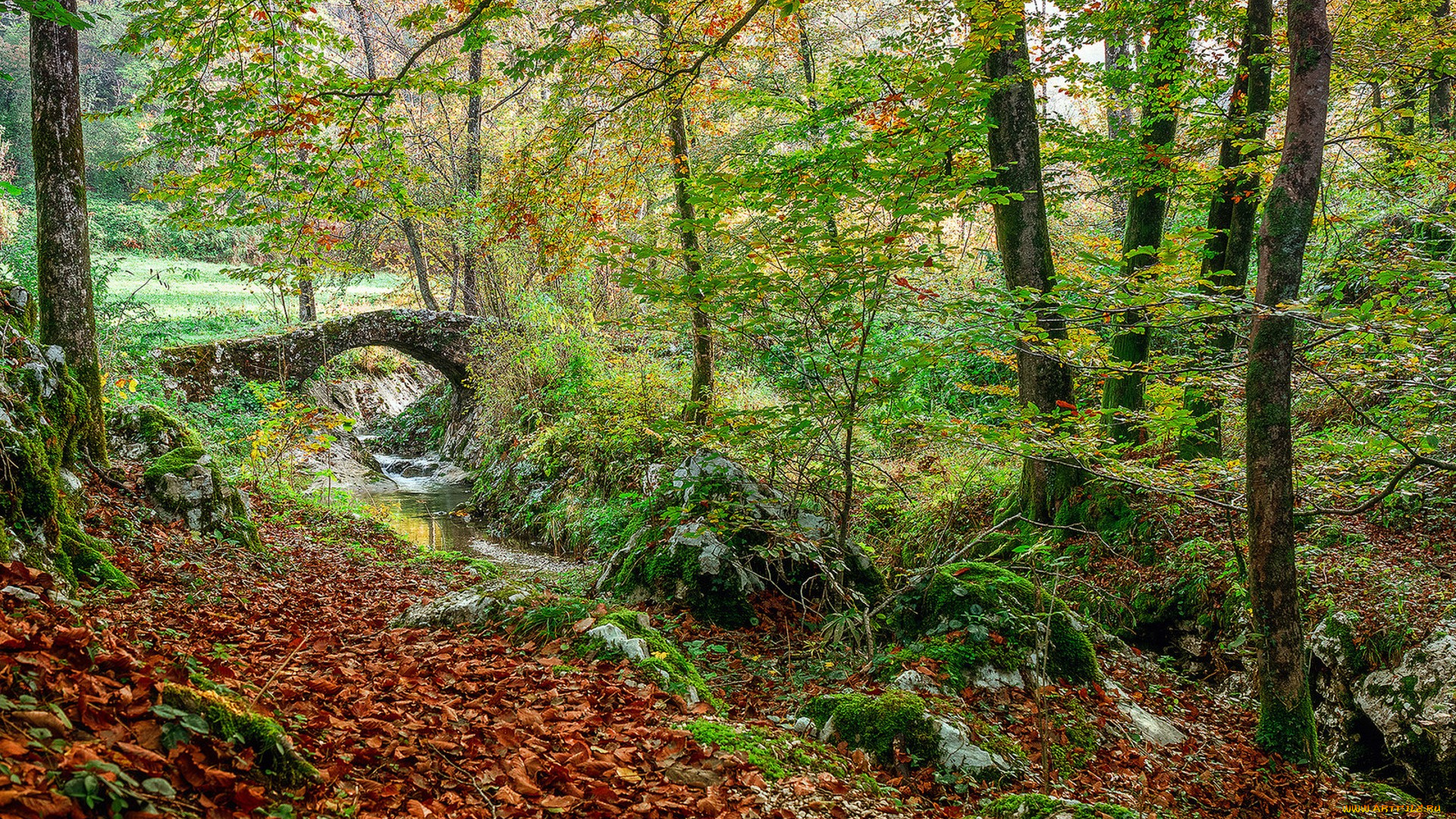 природа, лес, простор