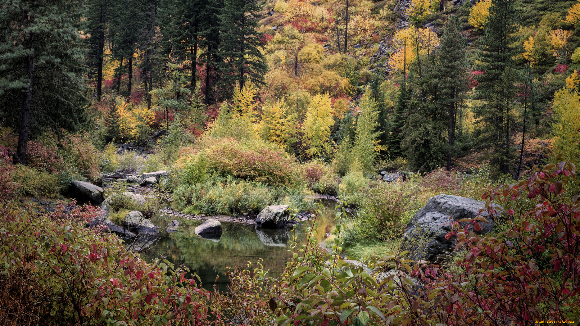 природа, лес, простор