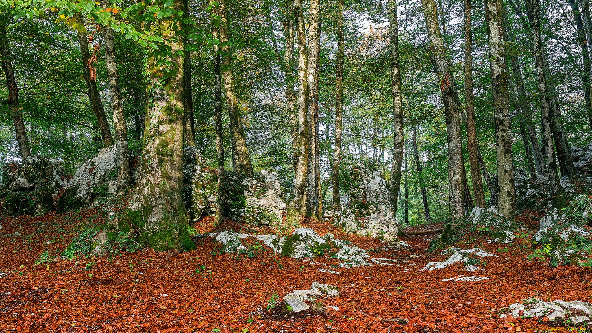 природа, лес, простор