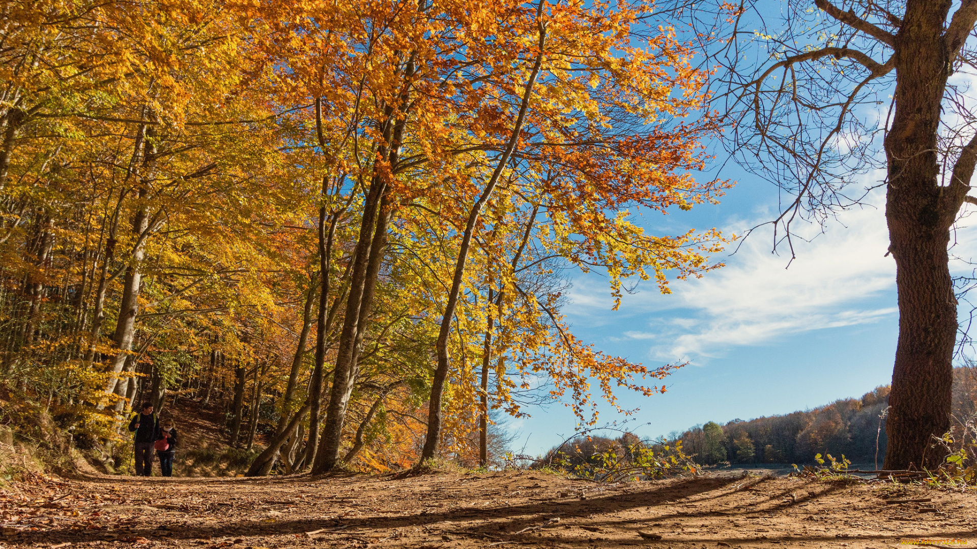 природа, лес, простор