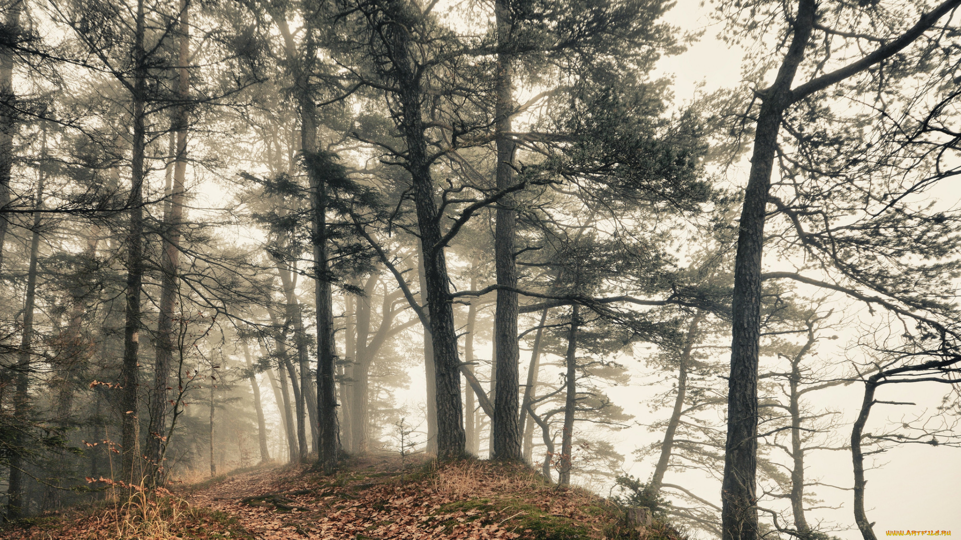 природа, лес, простор