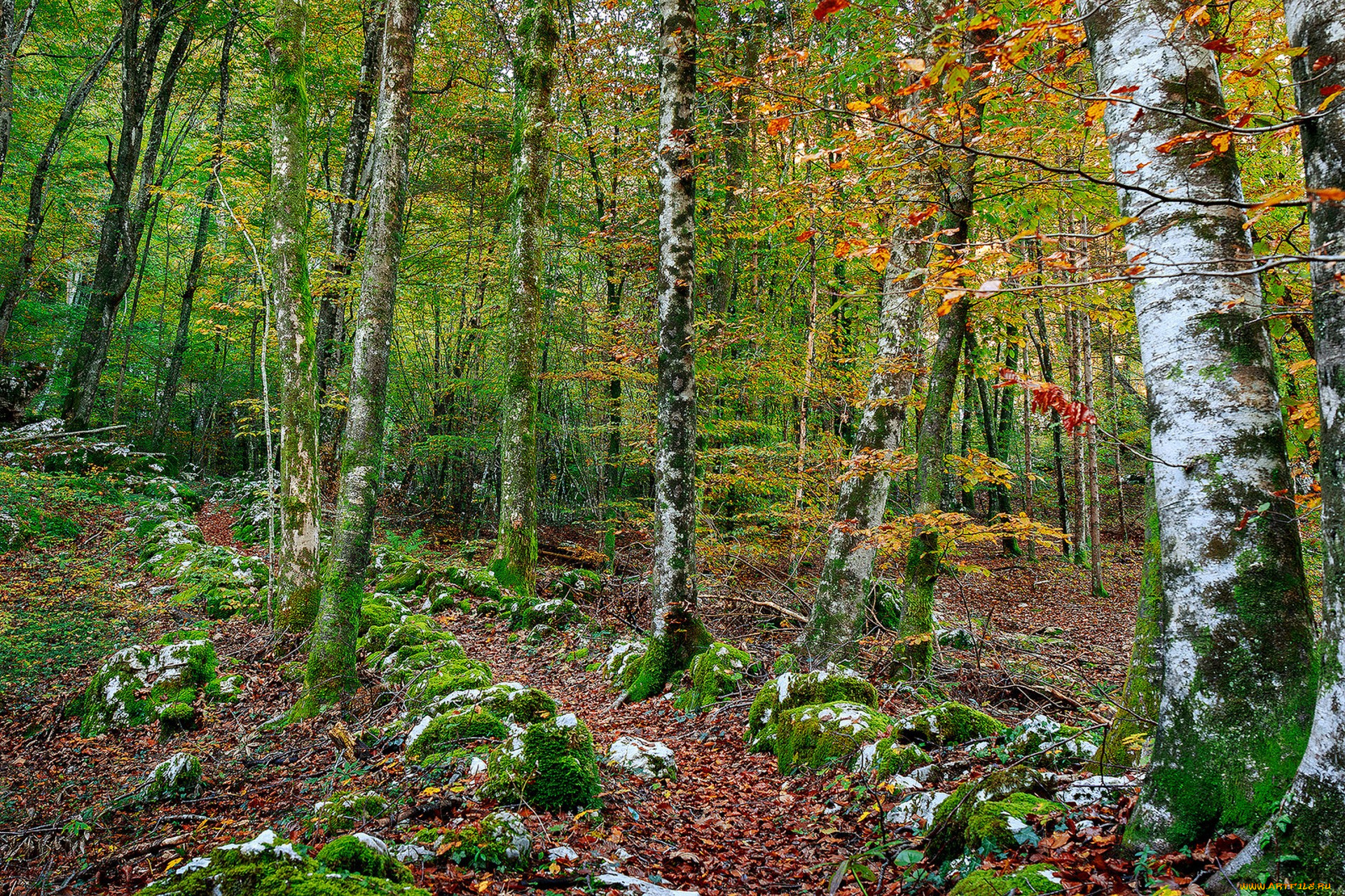 природа, лес, простор