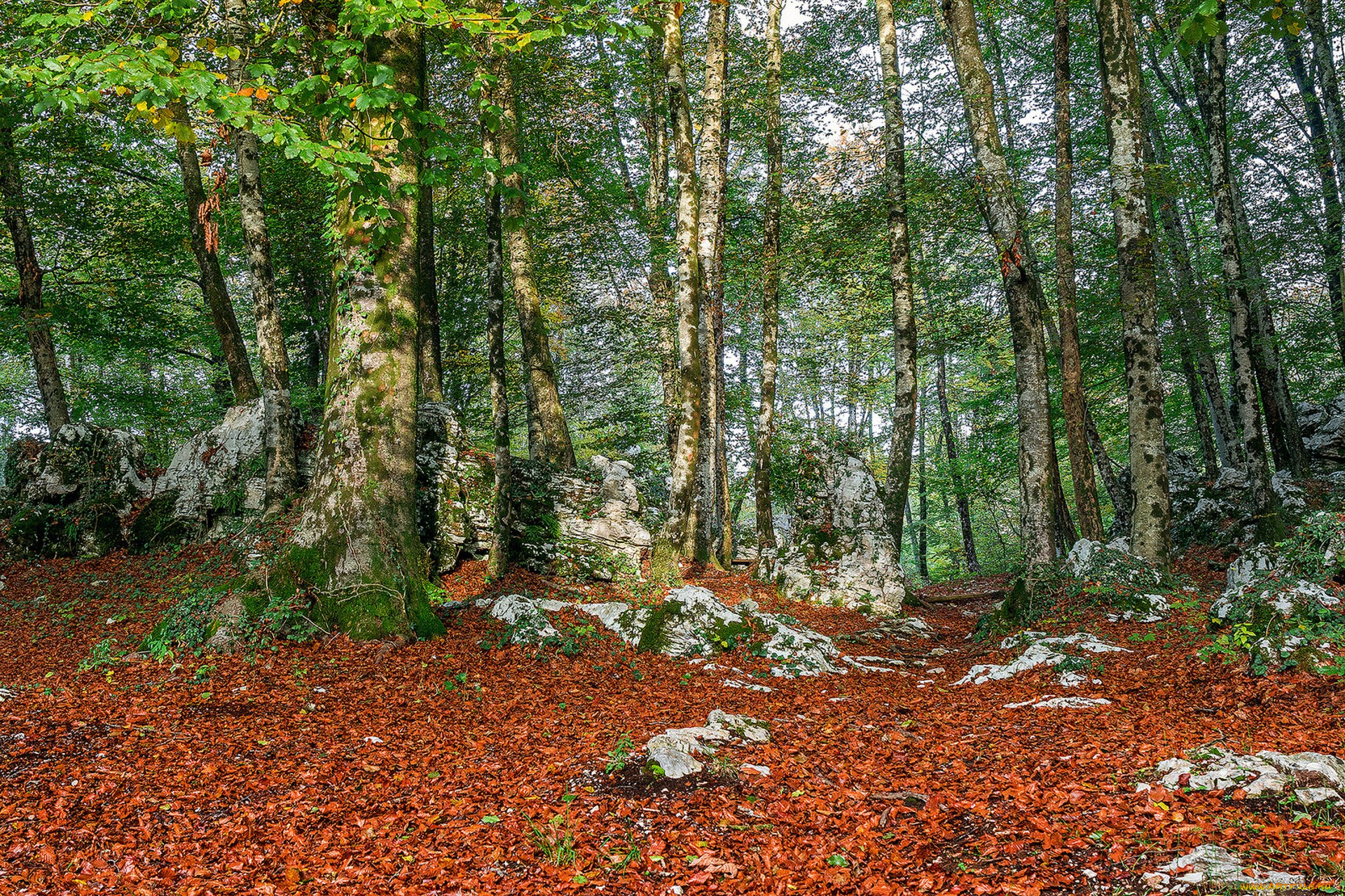 природа, лес, простор